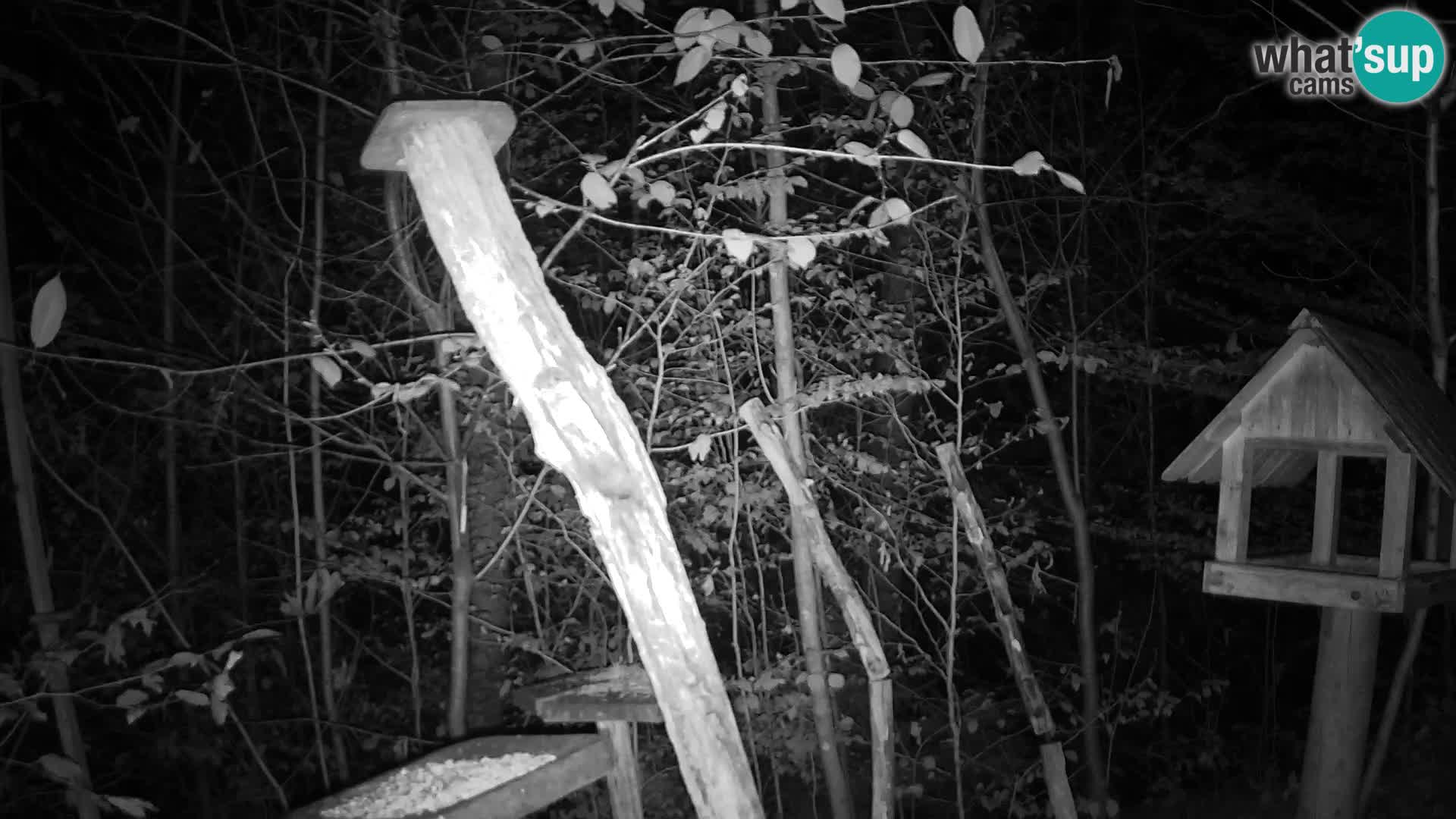 Krmilnice za ptiče v ZOO Ljubljana spletna kamera