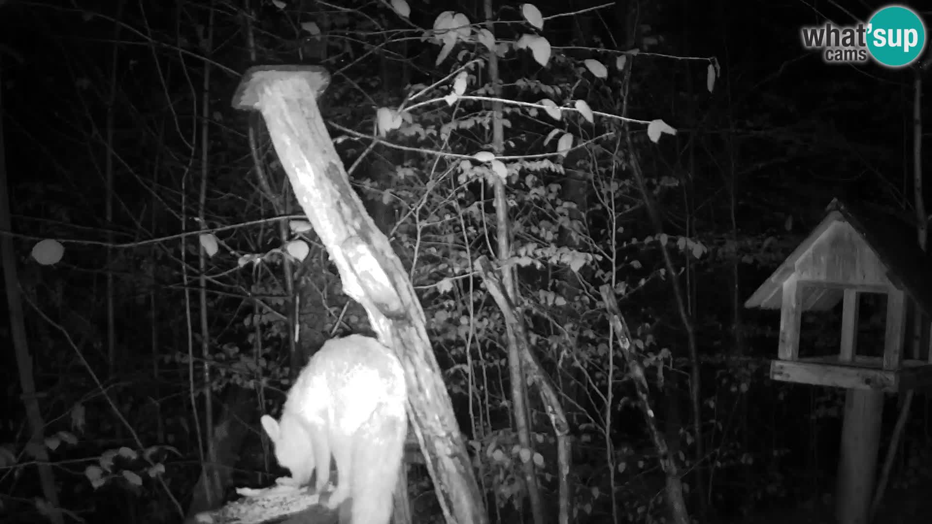 Krmilnice za ptiče v ZOO Ljubljana spletna kamera