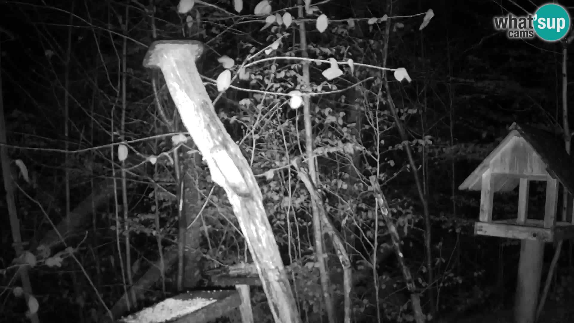 Mangeoires pour oiseaux au ZOO live webcam Ljubljana