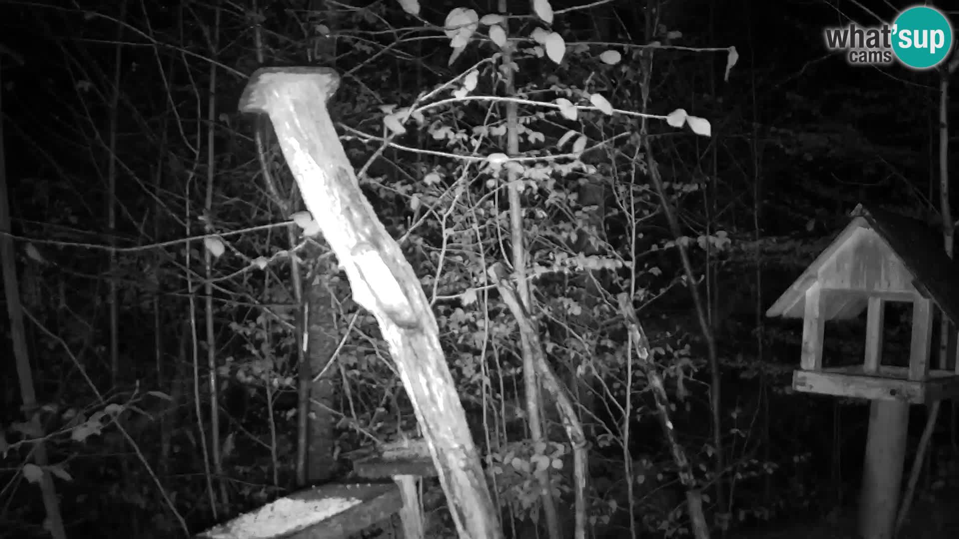 Hranilice za ptice u ZOO web kamera Ljubljana