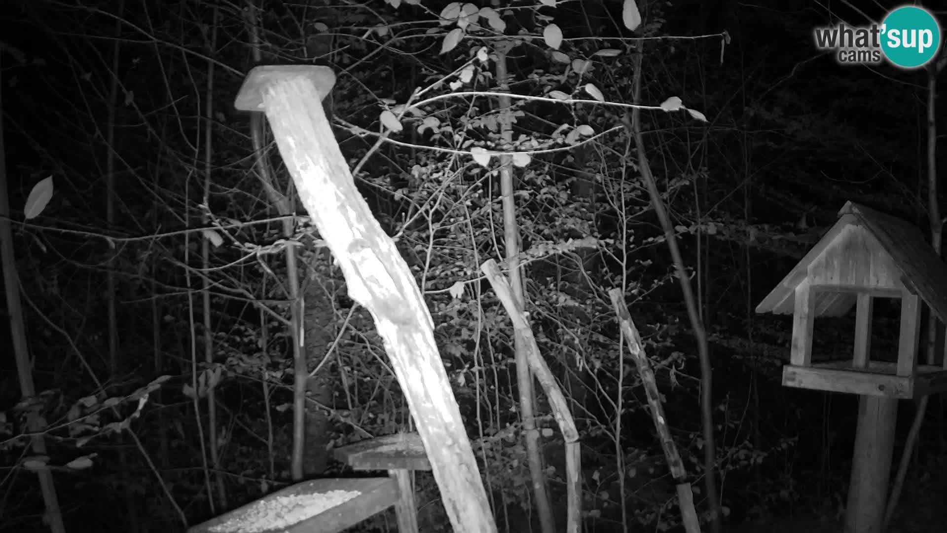 Hranilice za ptice u ZOO web kamera Ljubljana