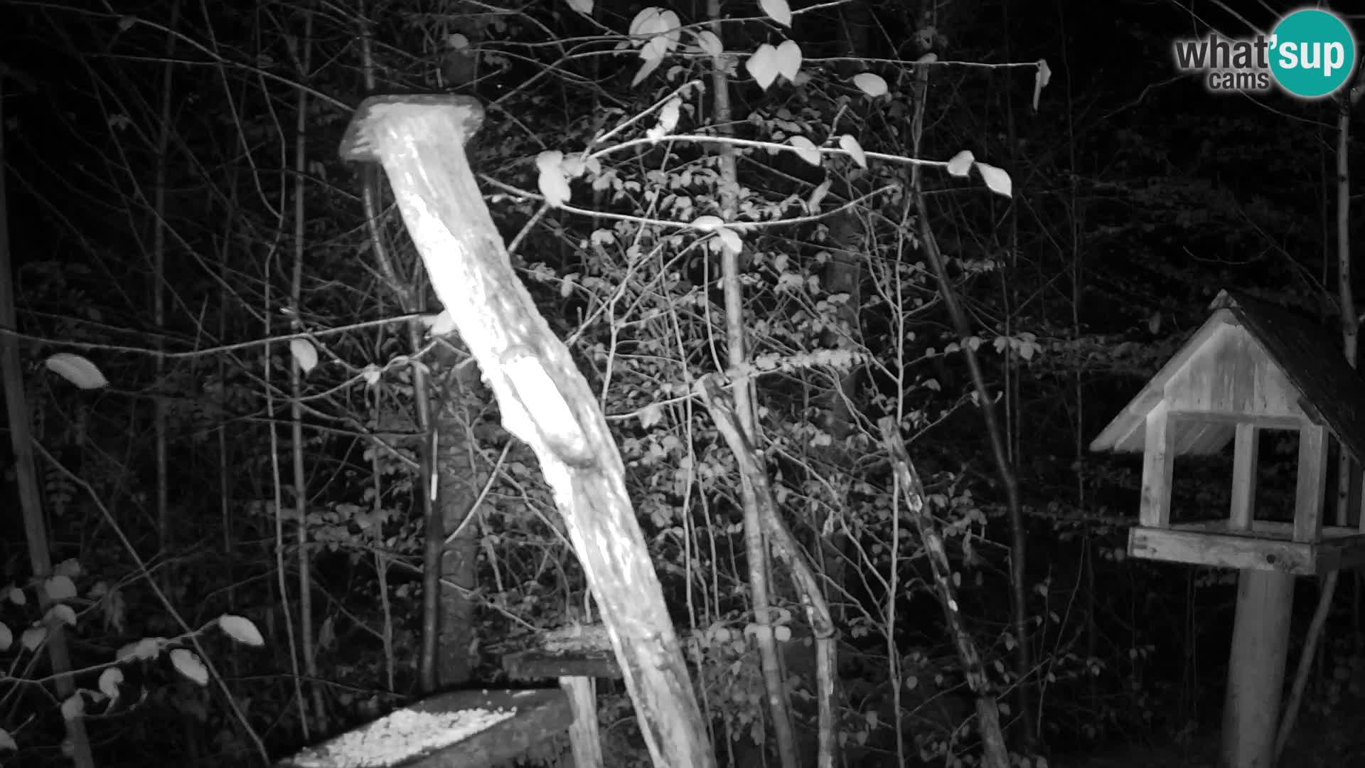 Bird feeders at ZOO Ljubljana webcam