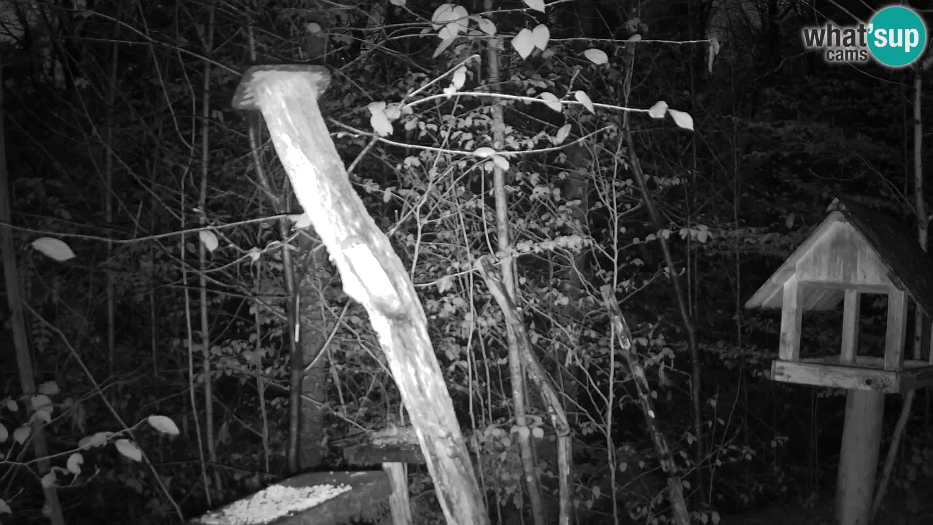 Hranilice za ptice u ZOO web kamera Ljubljana