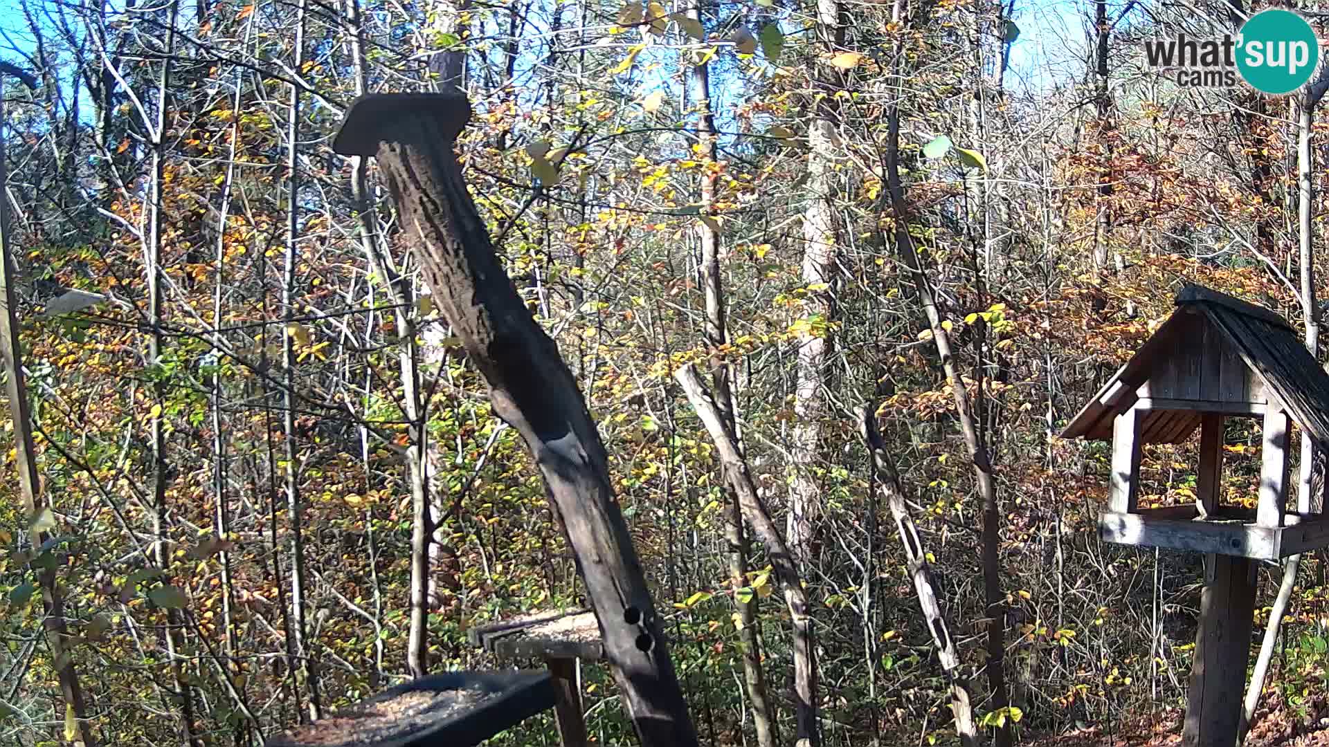 Hranilice za ptice u ZOO web kamera Ljubljana