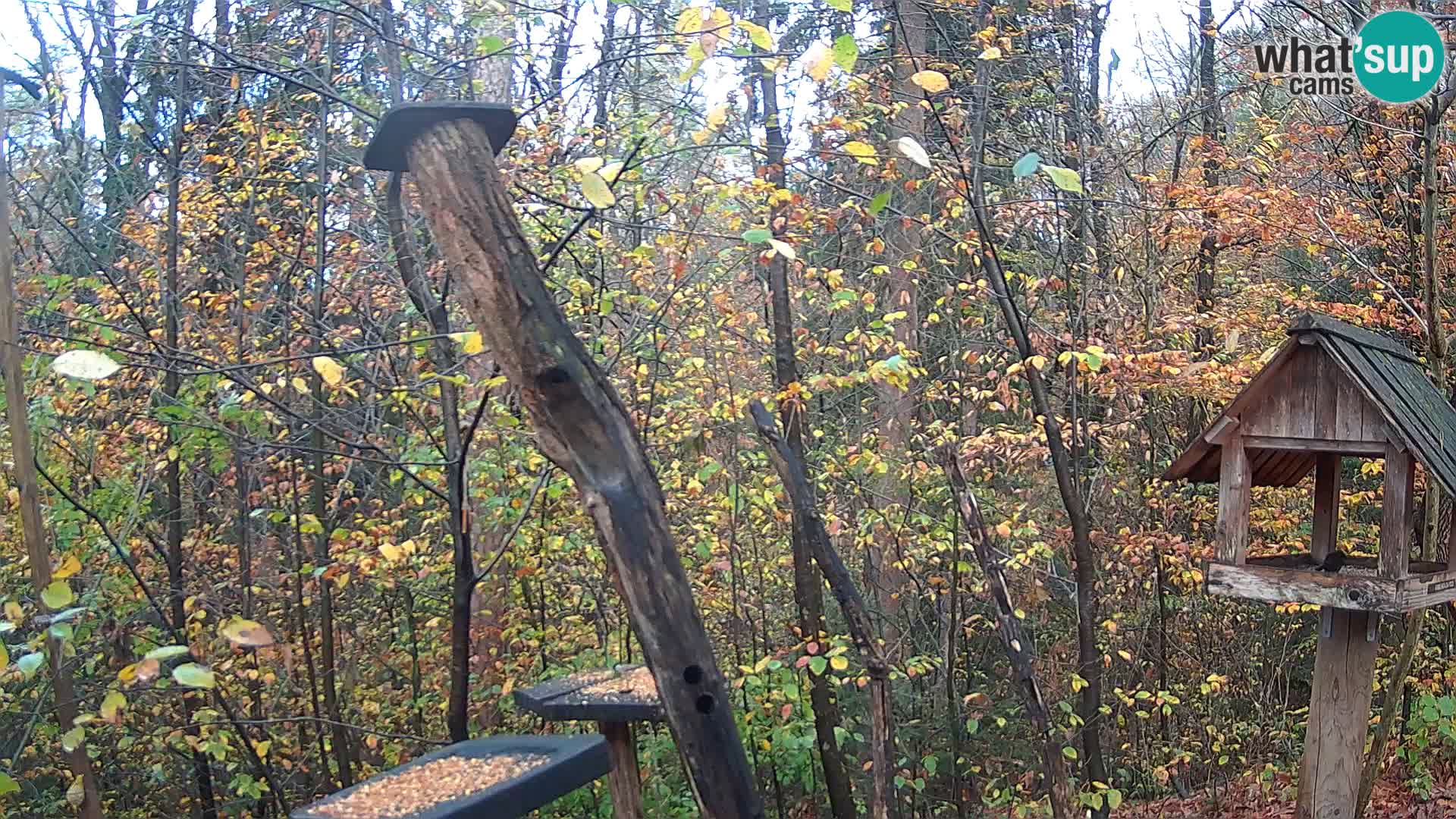 Vogelfutterhäuschen im ZOO webcam Ljubljana