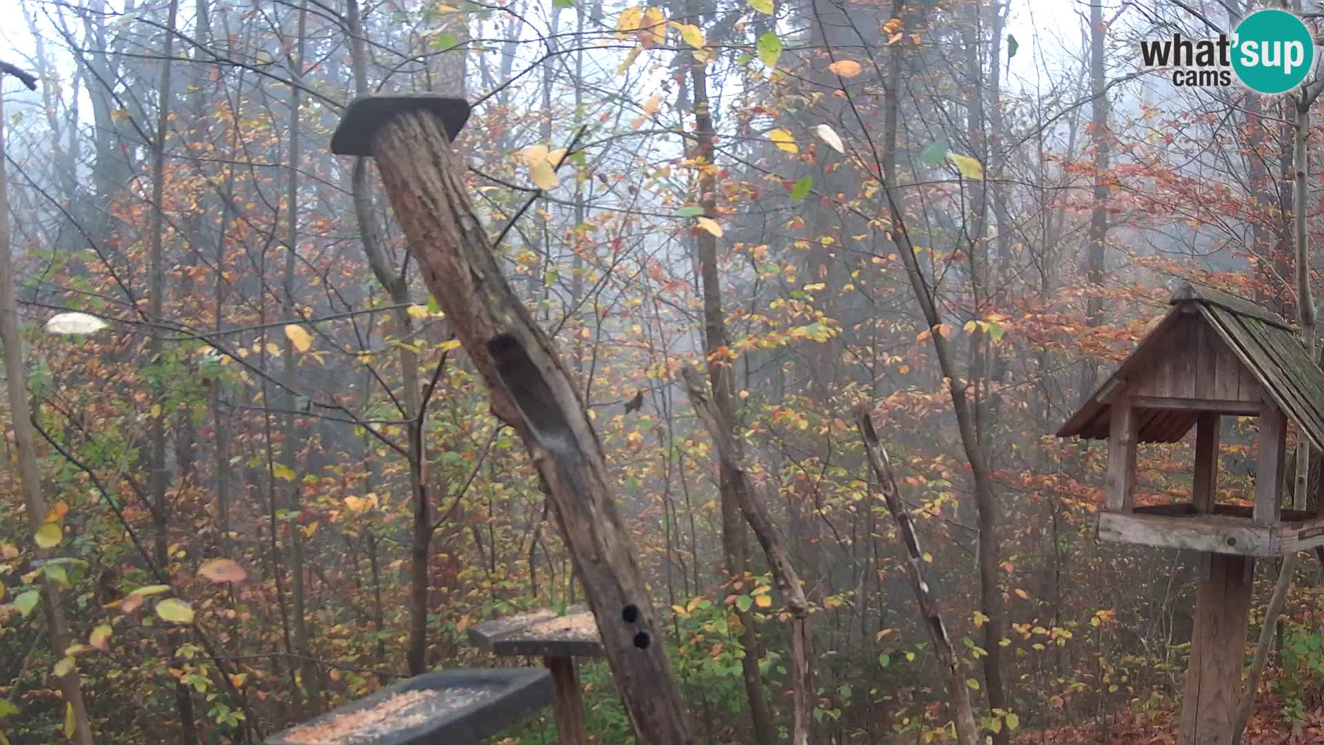 Comederos para pájaros en ZOO Ljubljana camera en vivo