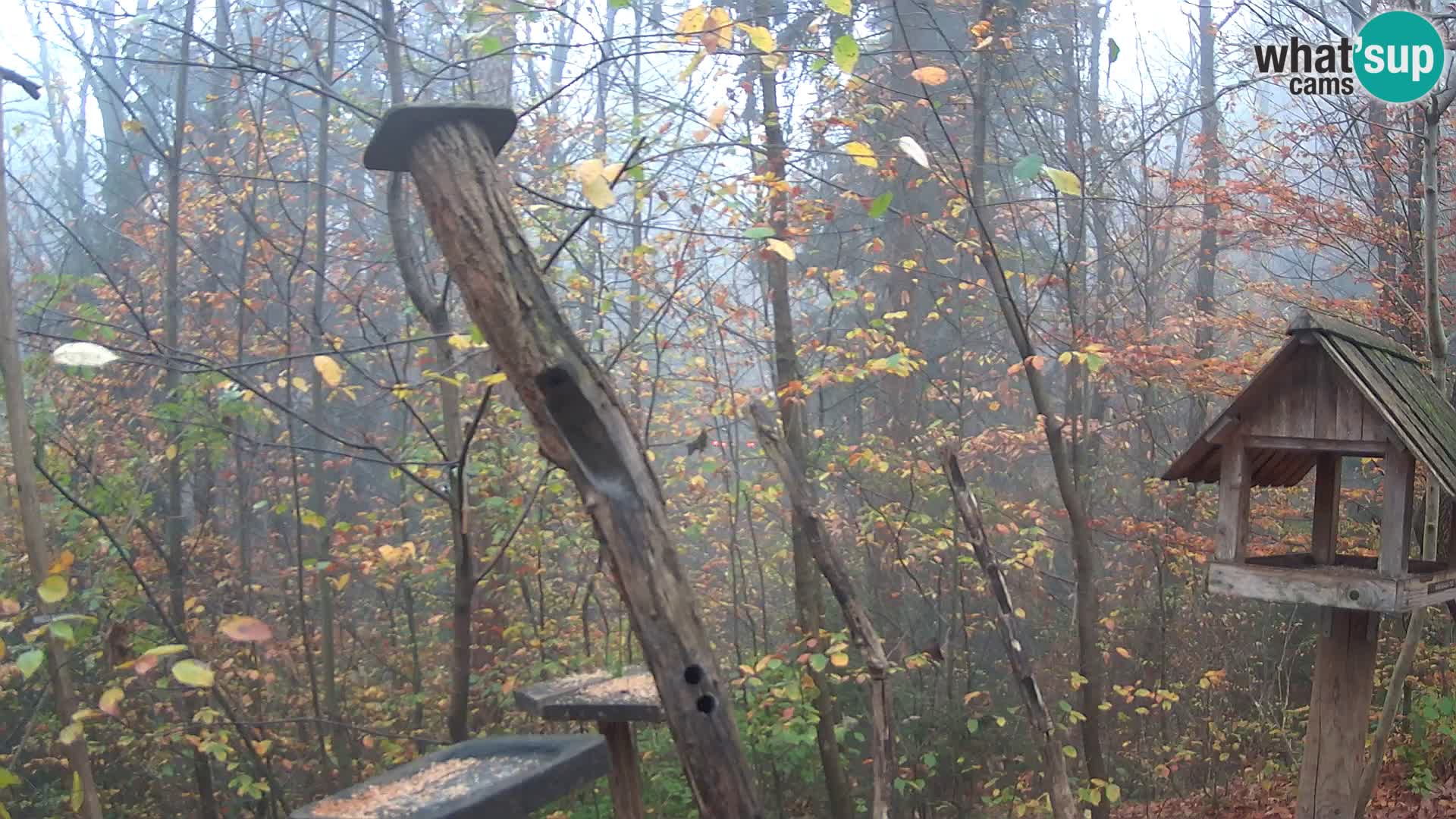 Comederos para pájaros en ZOO Ljubljana camera en vivo