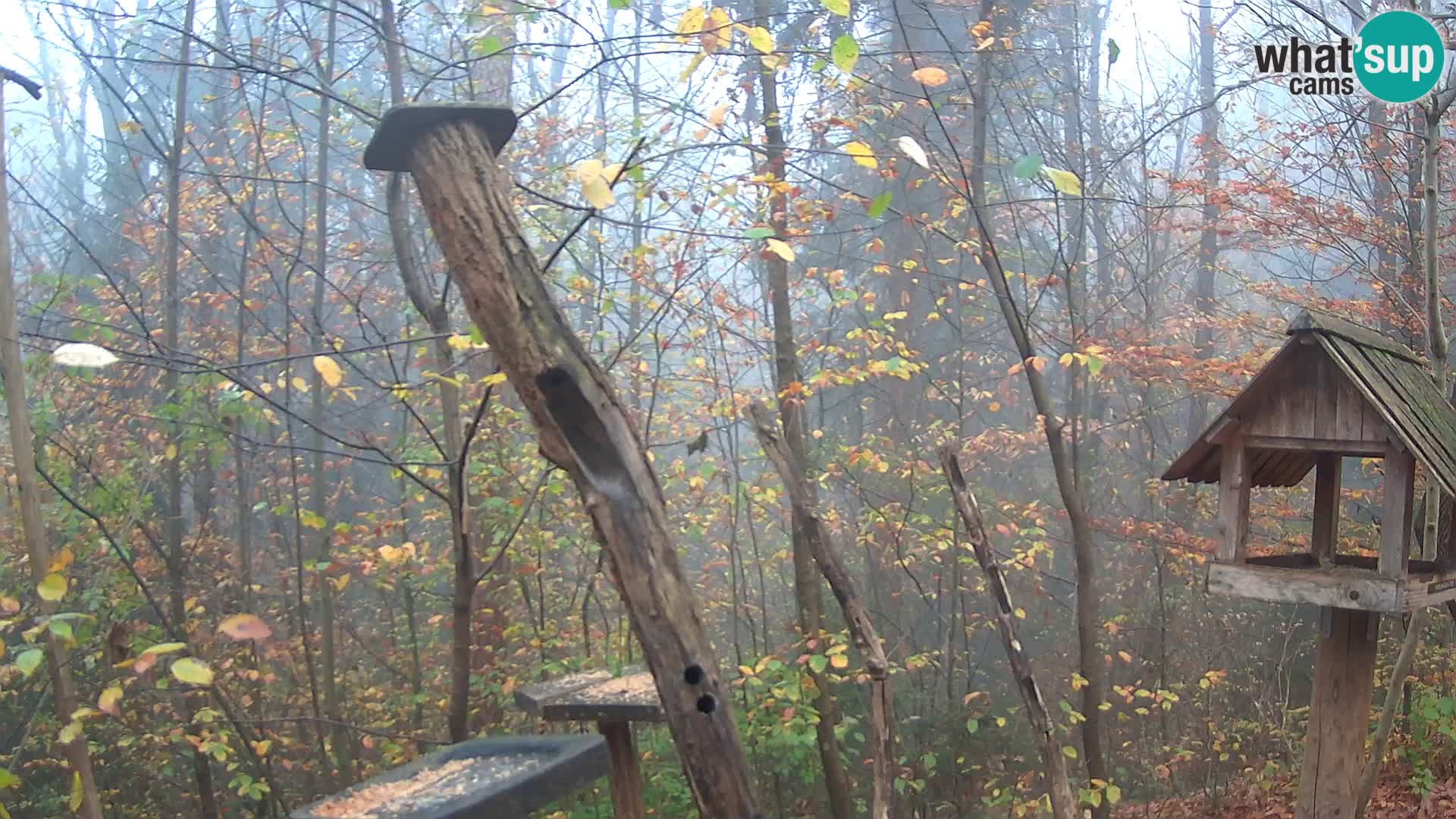 Krmilnice za ptiče v ZOO Ljubljana spletna kamera