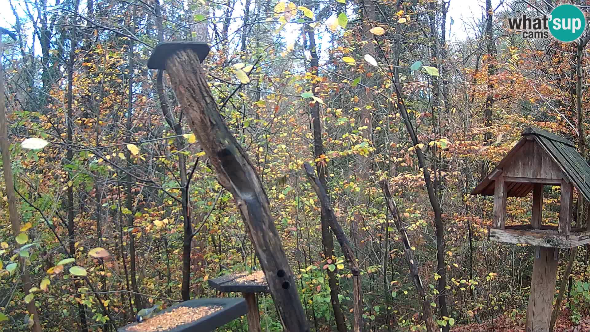 Krmilnice za ptiče v ZOO Ljubljana spletna kamera