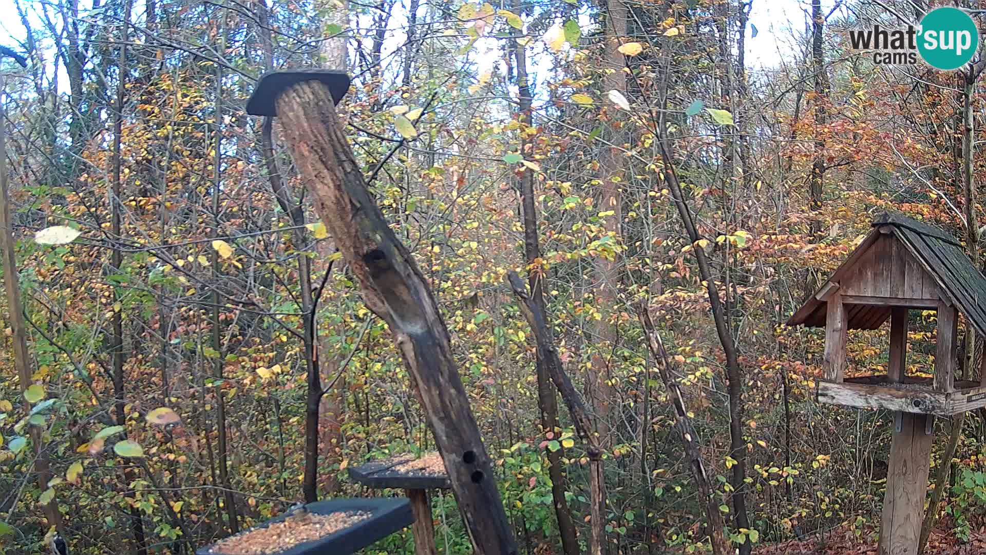 Mangiatoie per uccelli allo ZOO di Lubiana livecam