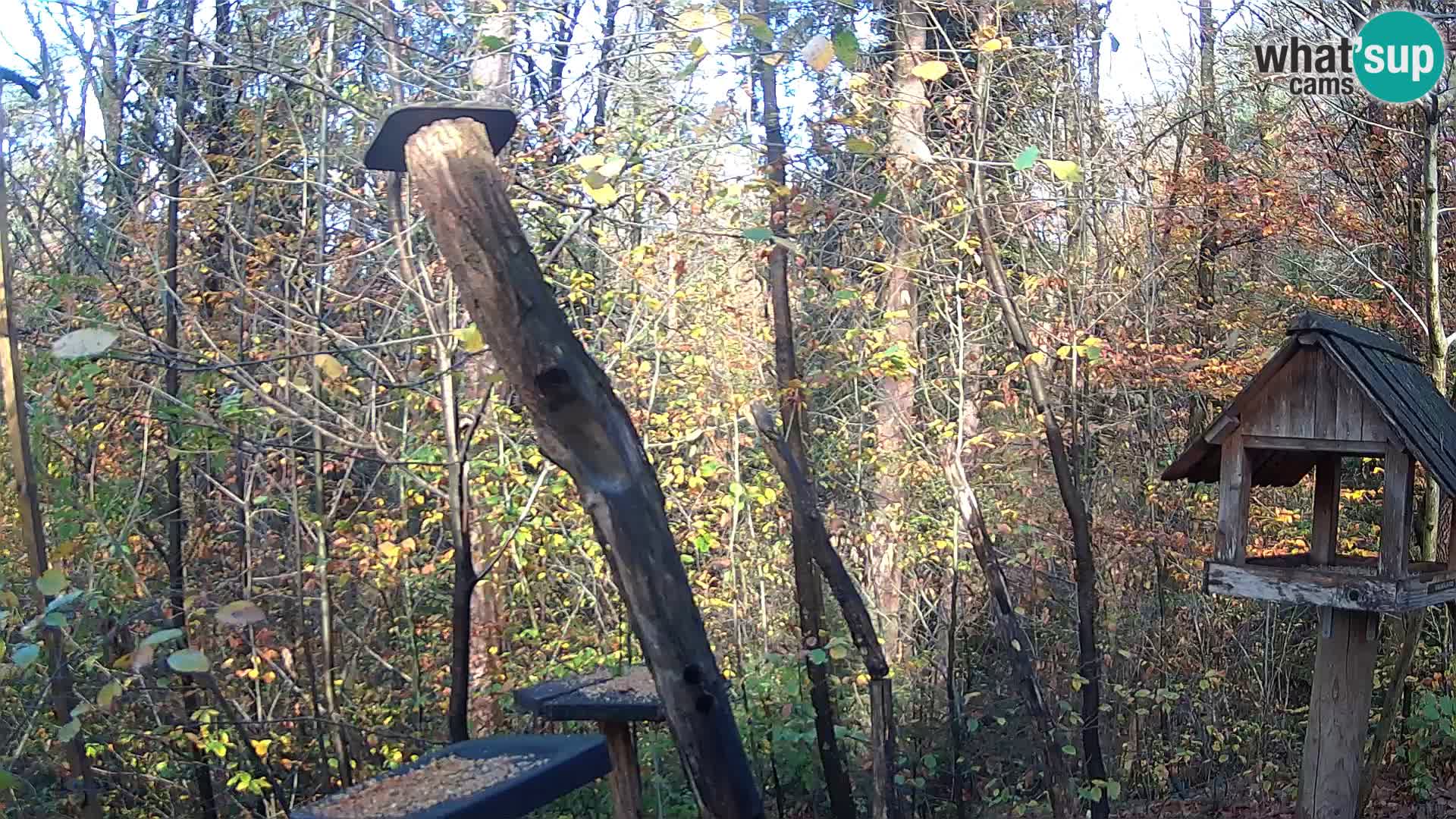 Hranilice za ptice u ZOO web kamera Ljubljana