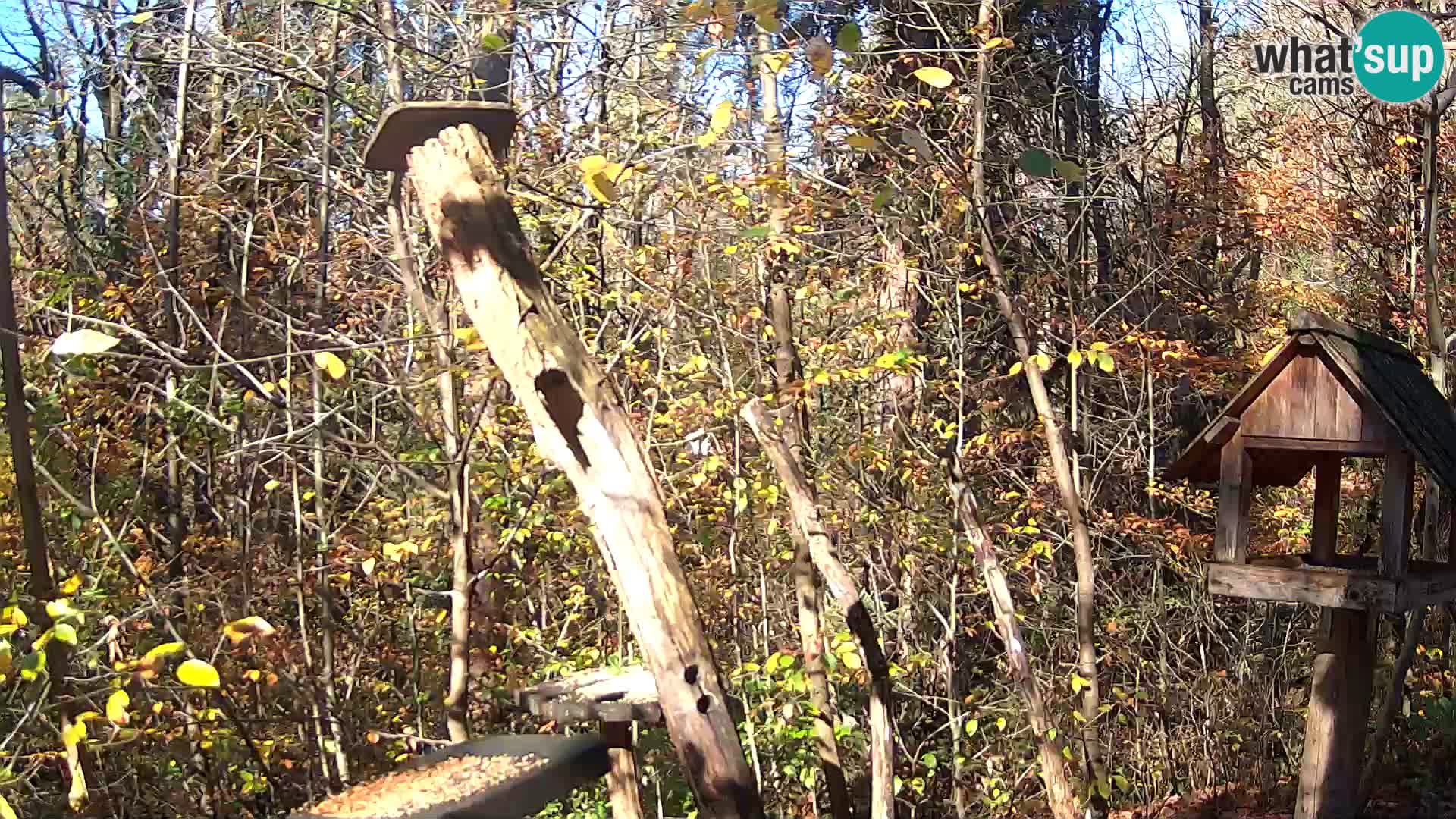 Bird feeders at ZOO Ljubljana webcam