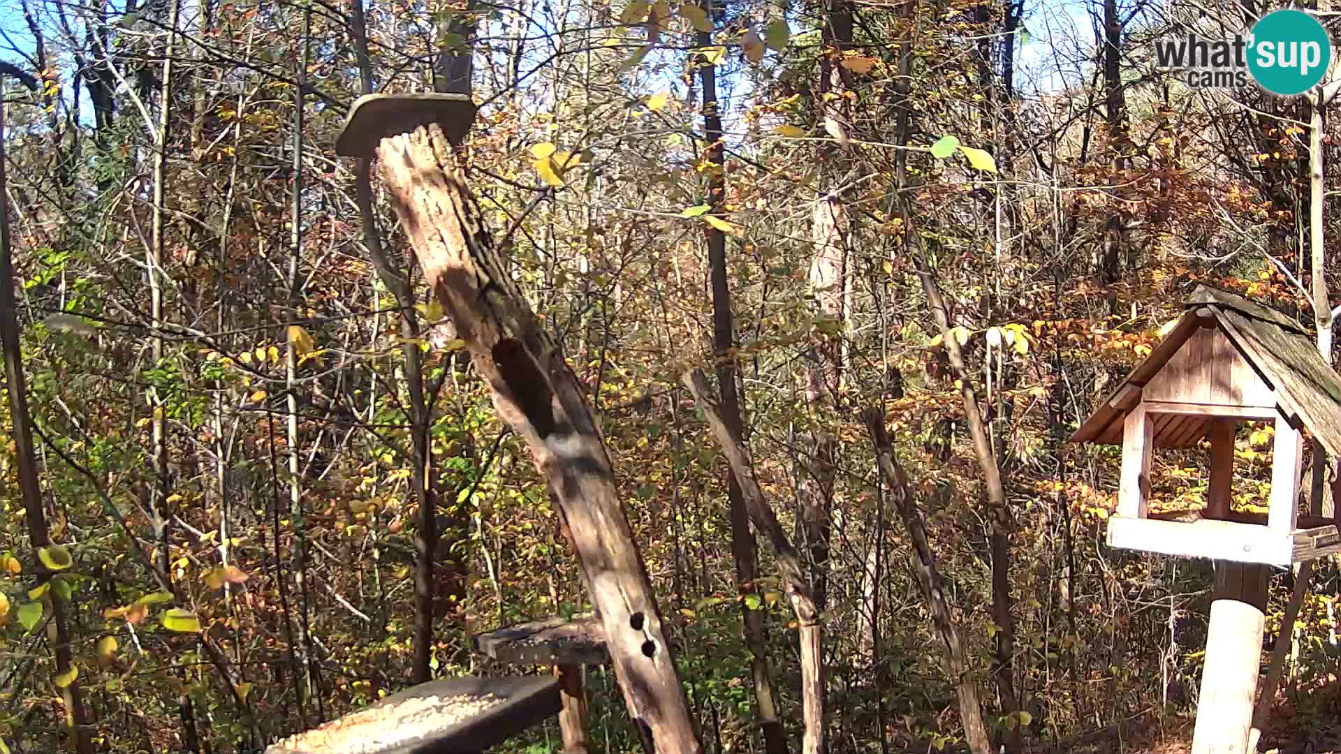Mangeoires pour oiseaux au ZOO live webcam Ljubljana