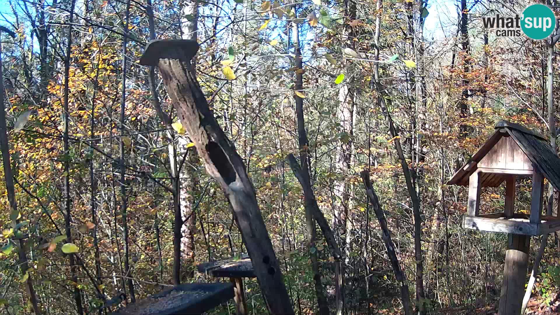 Hranilice za ptice u ZOO web kamera Ljubljana