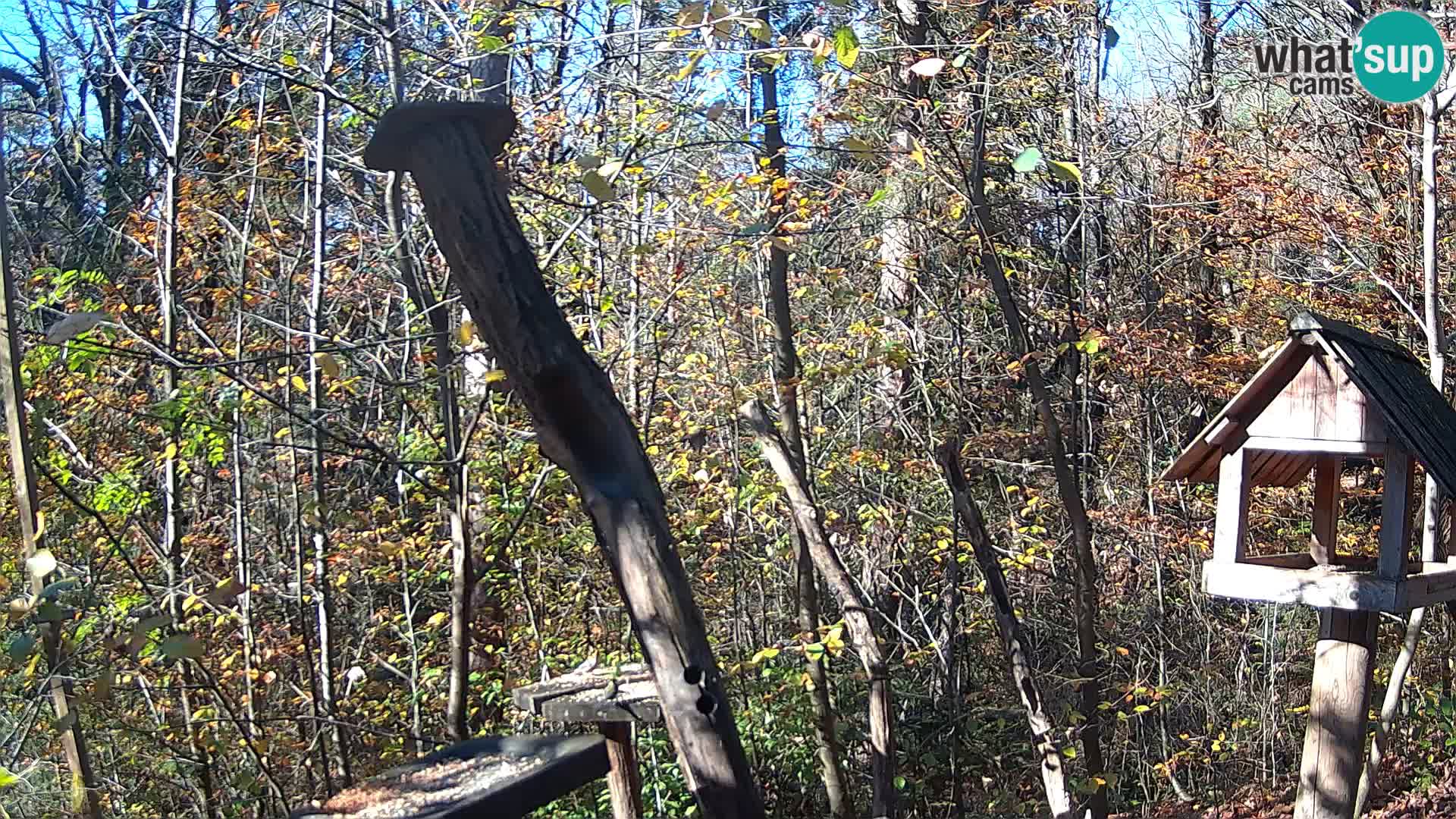 Hranilice za ptice u ZOO web kamera Ljubljana