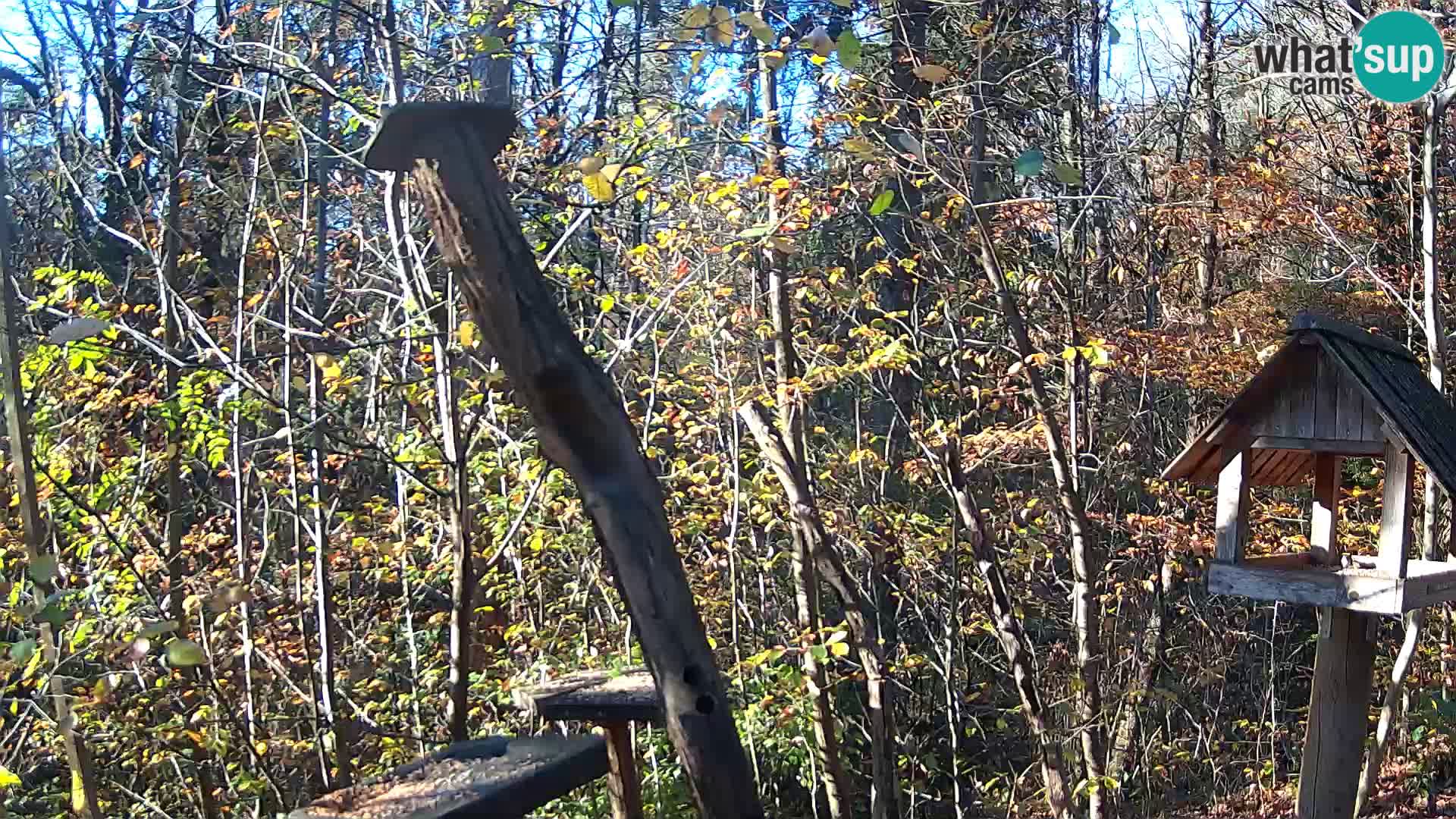 Mangeoires pour oiseaux au ZOO live webcam Ljubljana