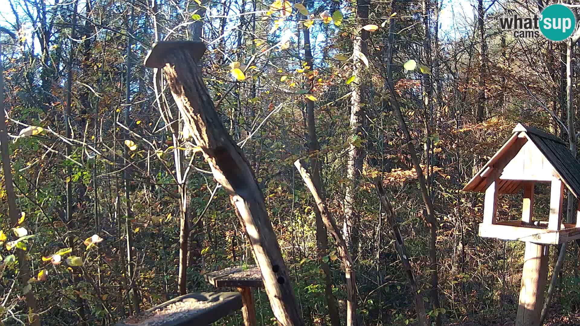 Comederos para pájaros en ZOO Ljubljana camera en vivo
