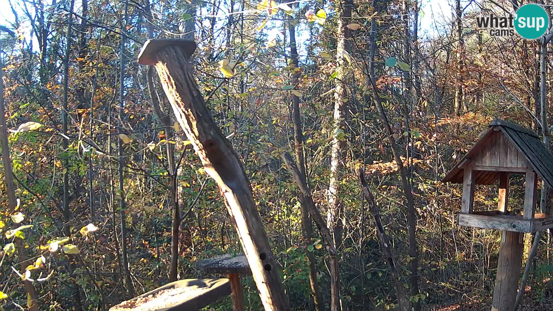 Hranilice za ptice u ZOO web kamera Ljubljana