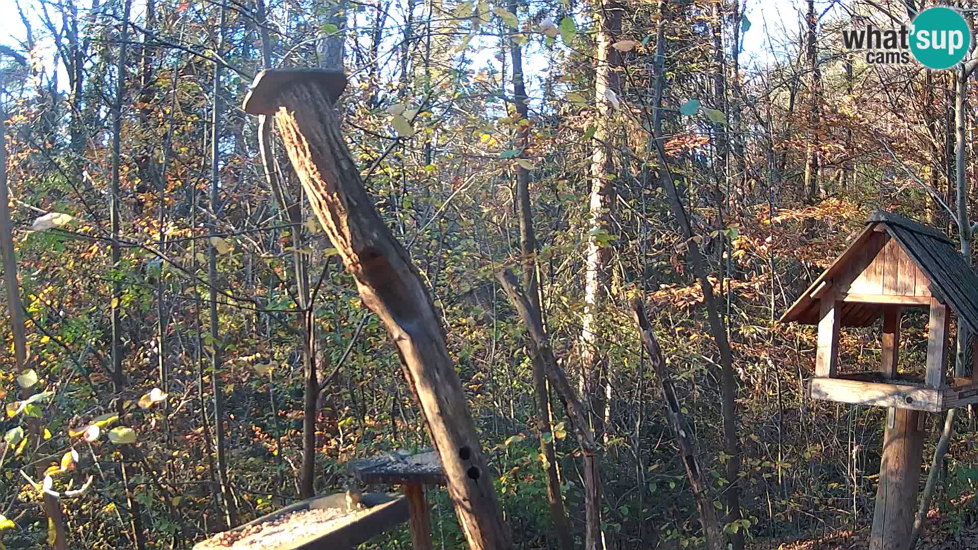 Mangeoires pour oiseaux au ZOO live webcam Ljubljana