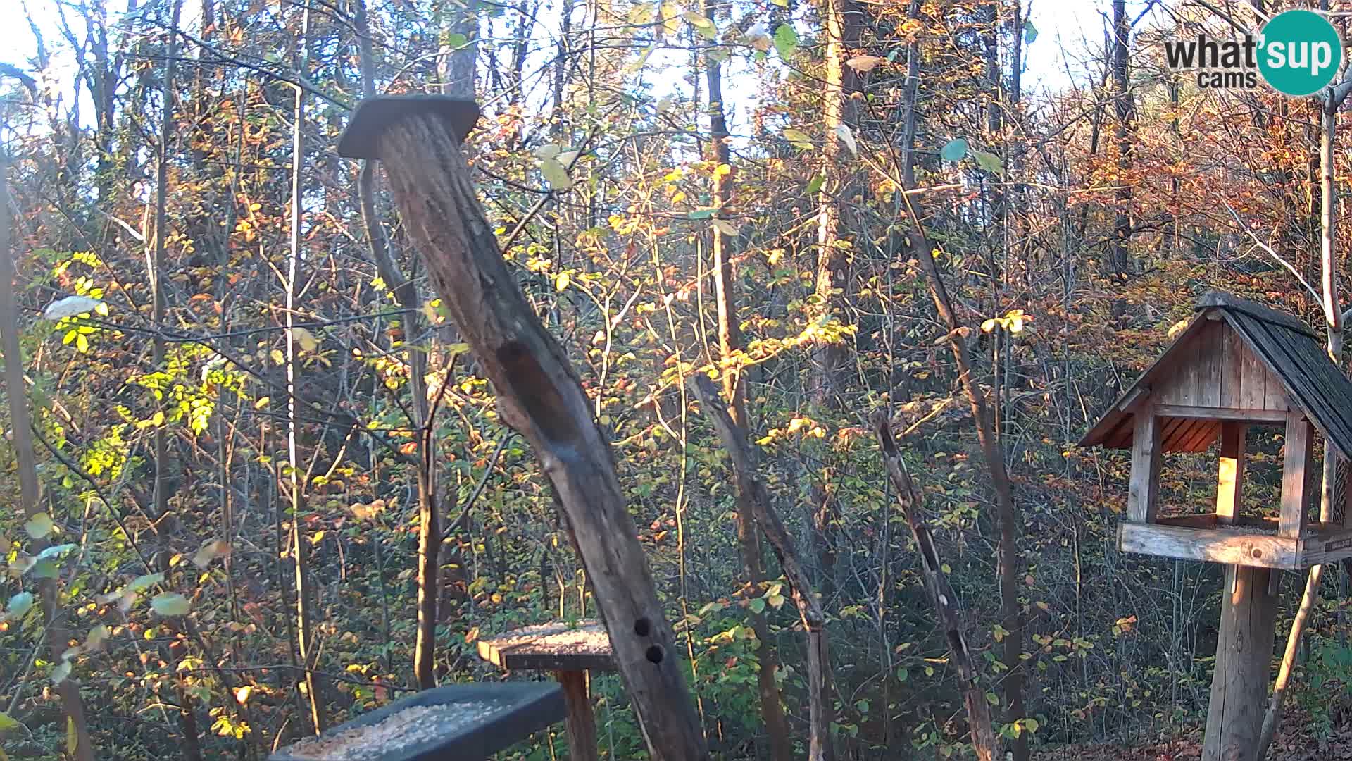 Comederos para pájaros en ZOO Ljubljana camera en vivo