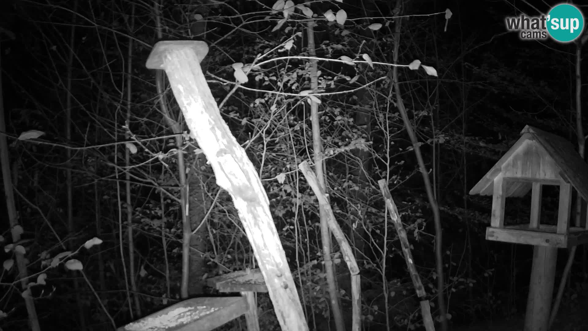 Mangeoires pour oiseaux au ZOO live webcam Ljubljana