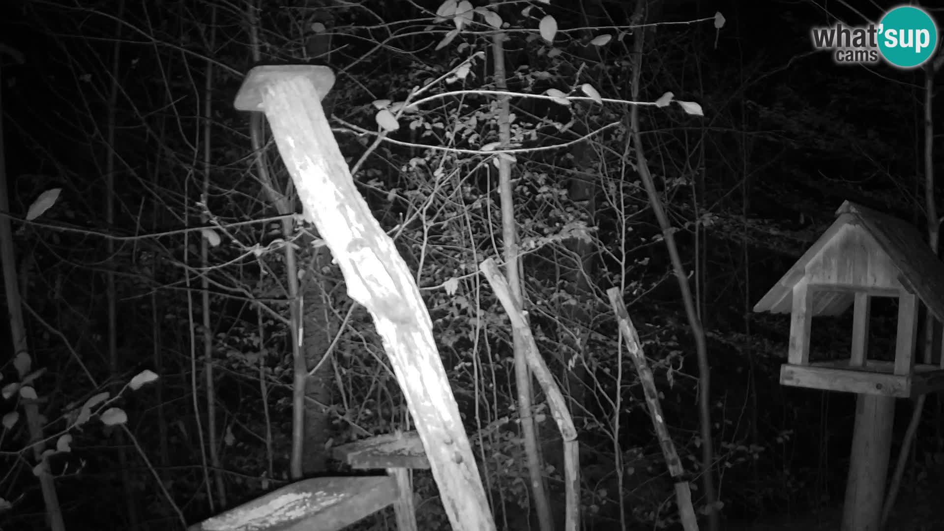 Mangiatoie per uccelli allo ZOO di Lubiana livecam