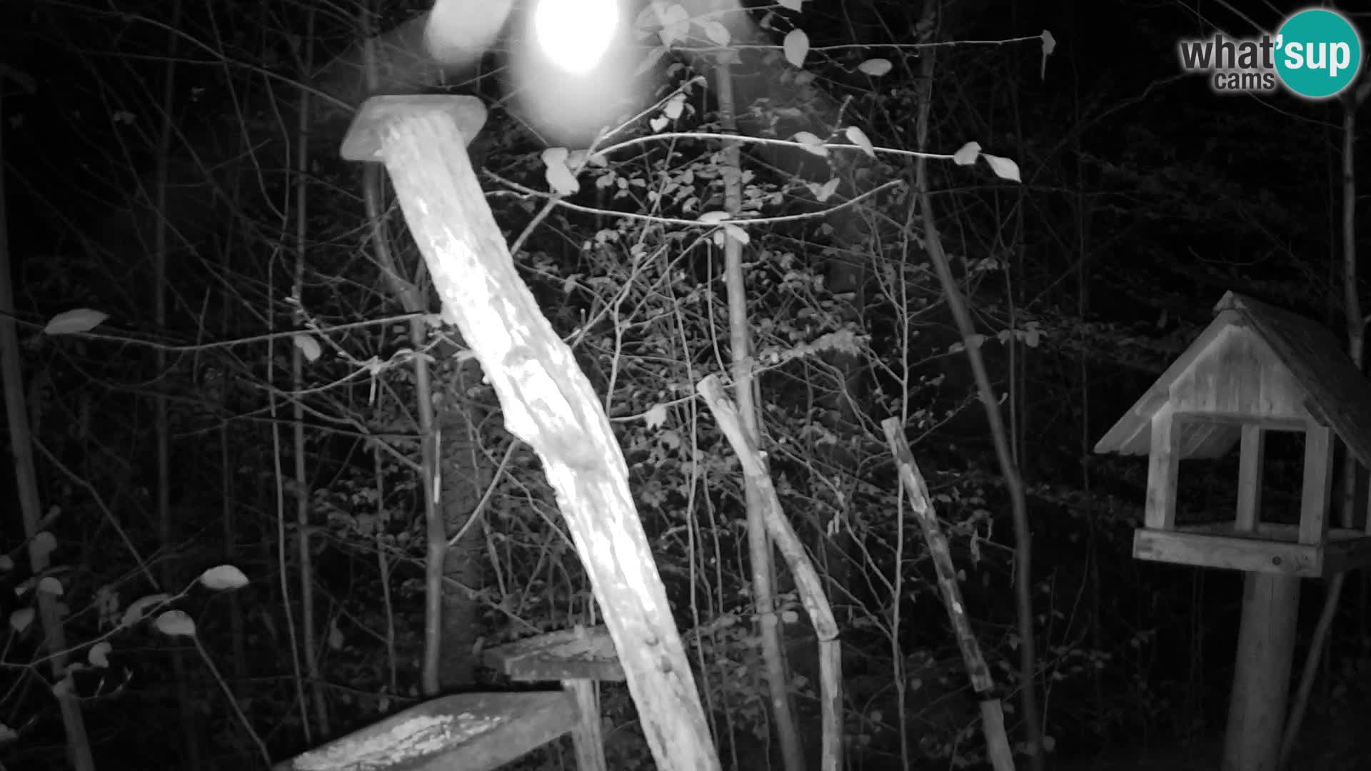 Mangiatoie per uccelli allo ZOO di Lubiana livecam