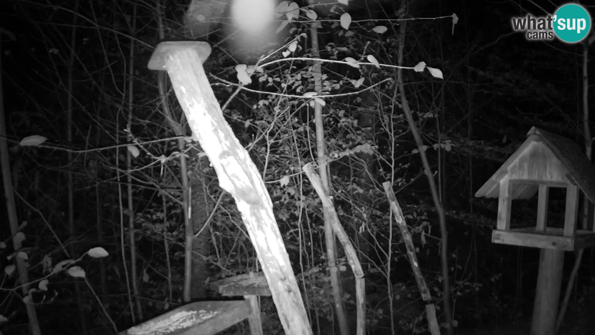 Vogelfutterhäuschen im ZOO webcam Ljubljana