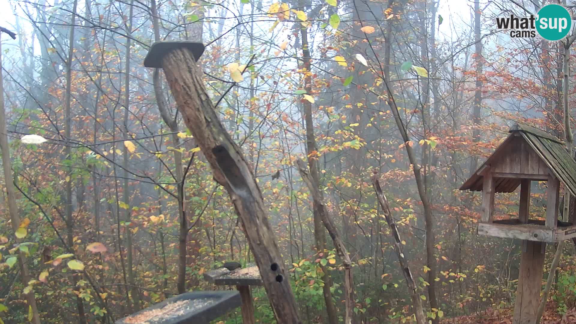 Vogelfutterhäuschen im ZOO webcam Ljubljana