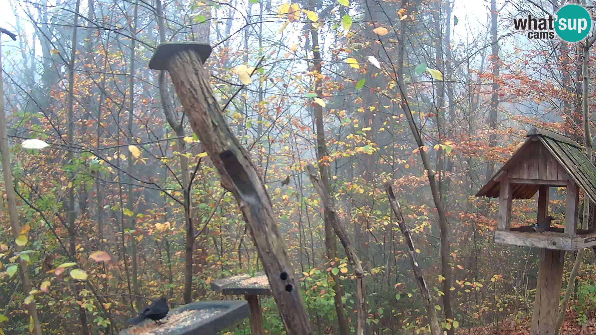 Comederos para pájaros en ZOO Ljubljana camera en vivo