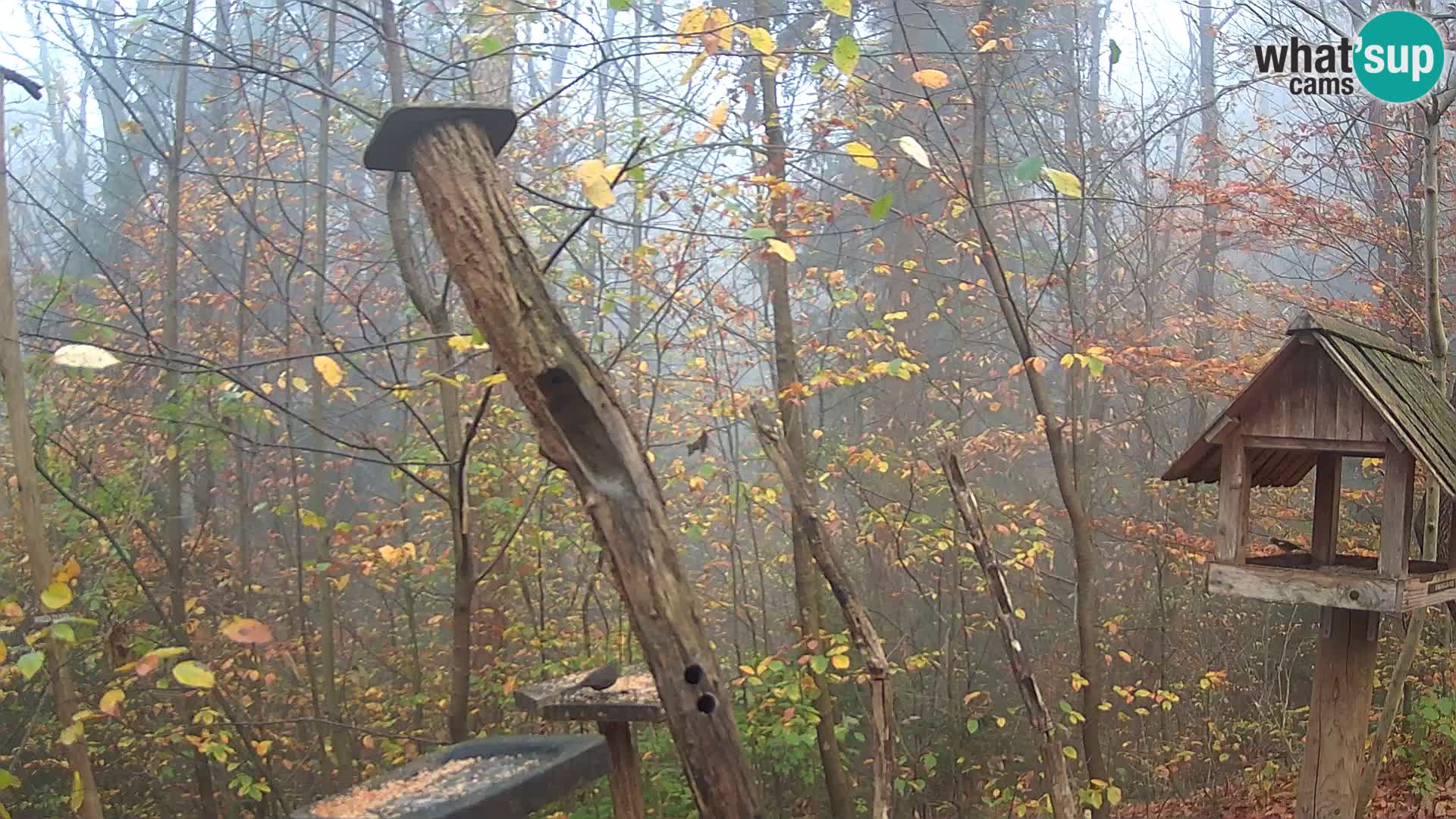 Vogelfutterhäuschen im ZOO webcam Ljubljana