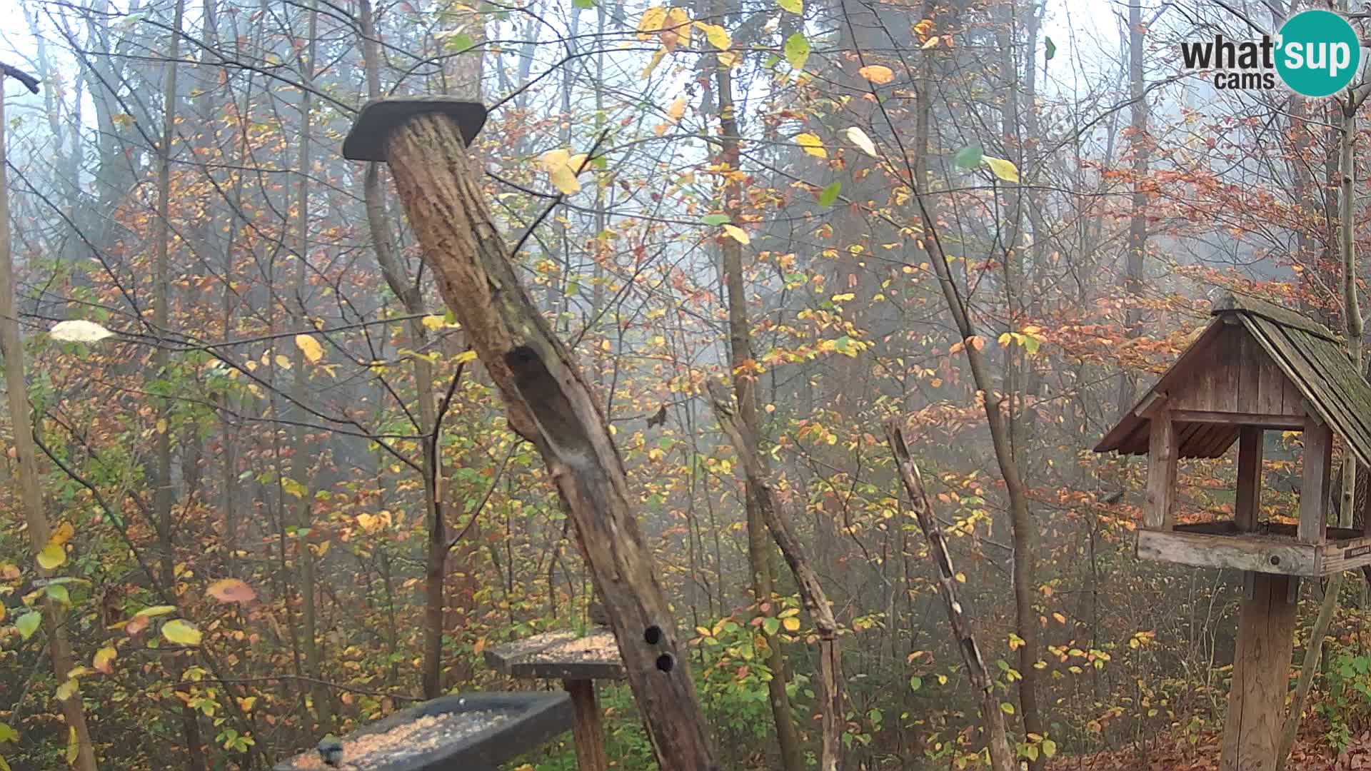 Vogelfutterhäuschen im ZOO webcam Ljubljana