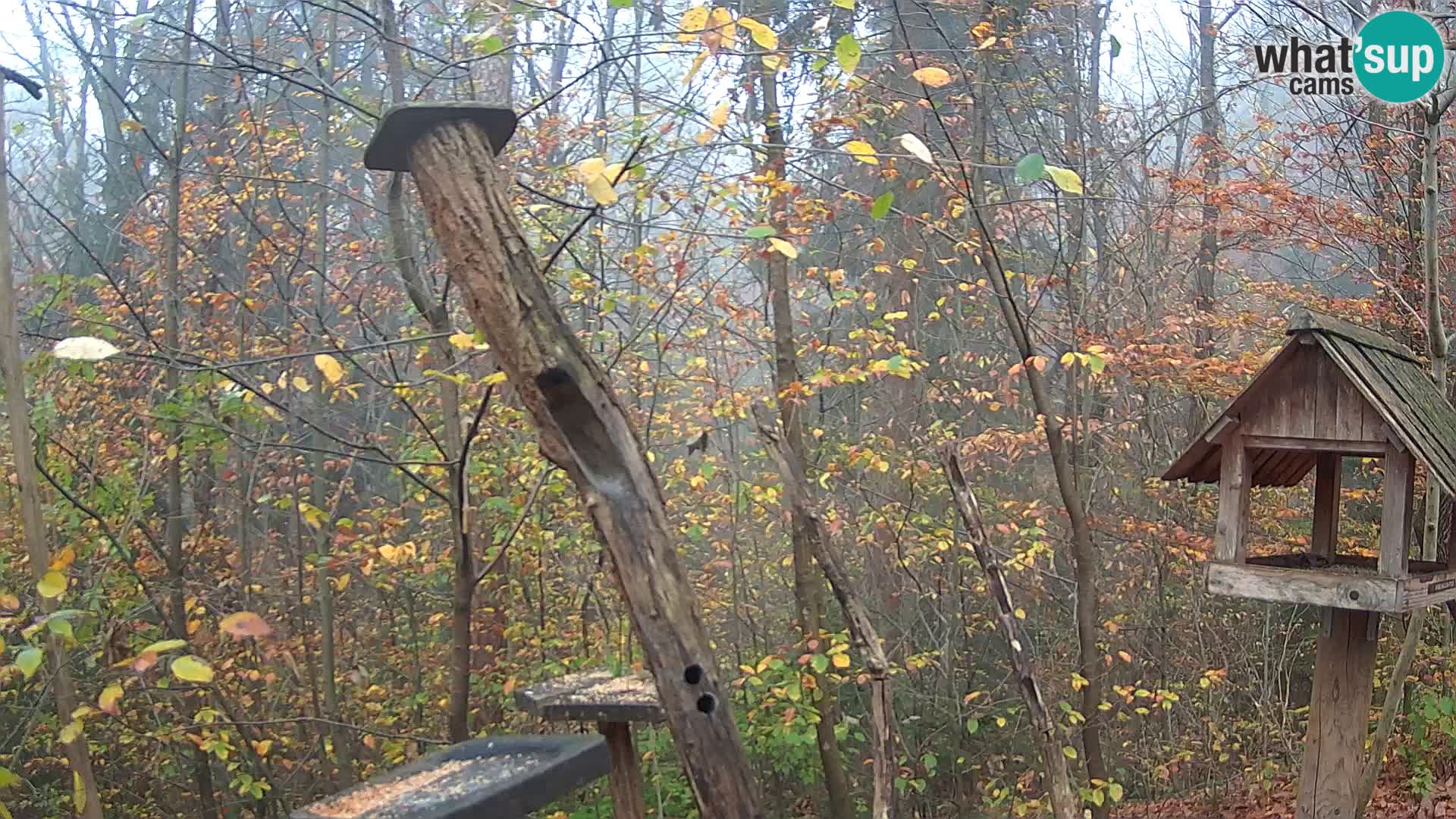 Krmilnice za ptiče v ZOO Ljubljana spletna kamera