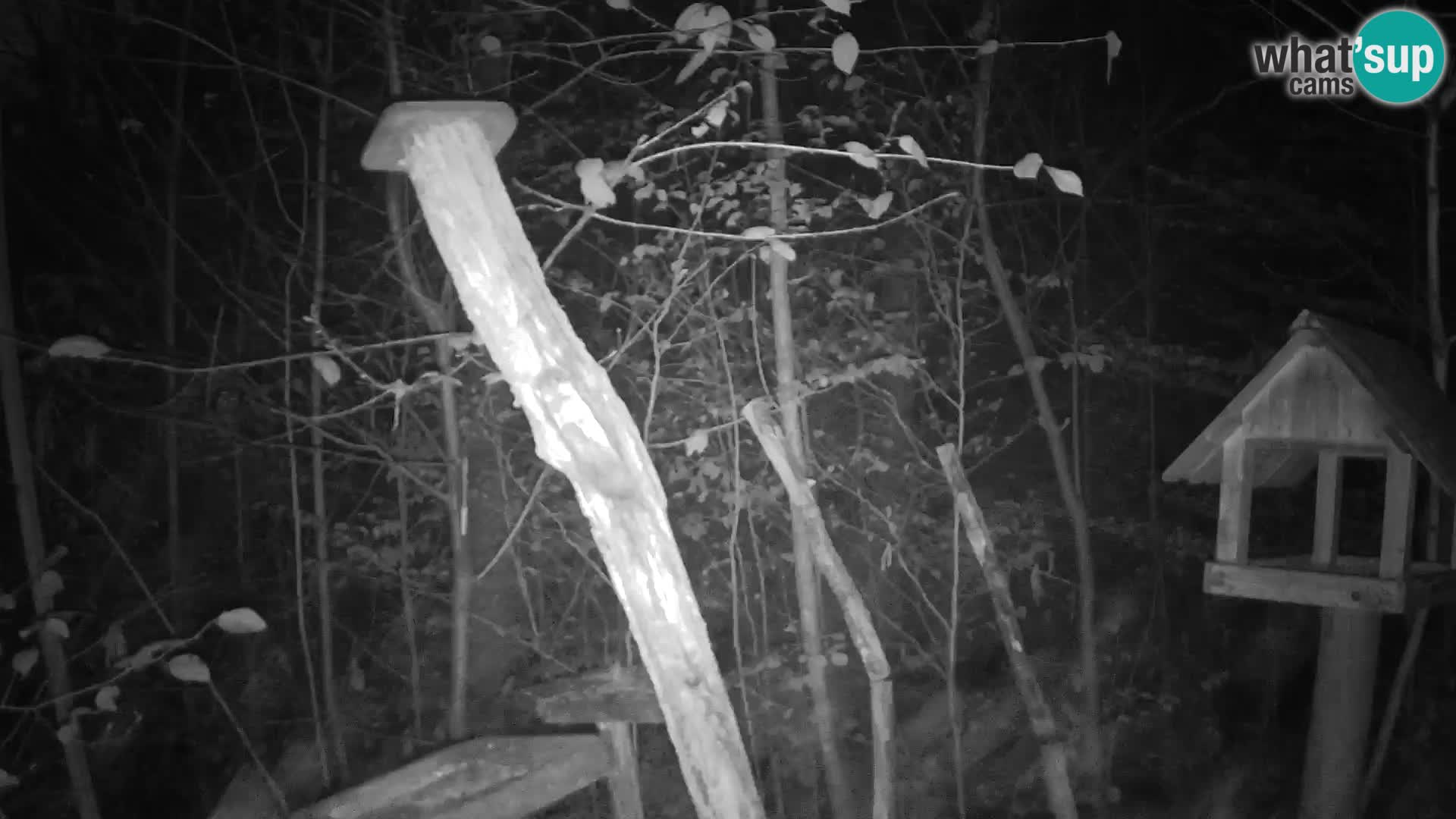 Comederos para pájaros en ZOO Ljubljana camera en vivo