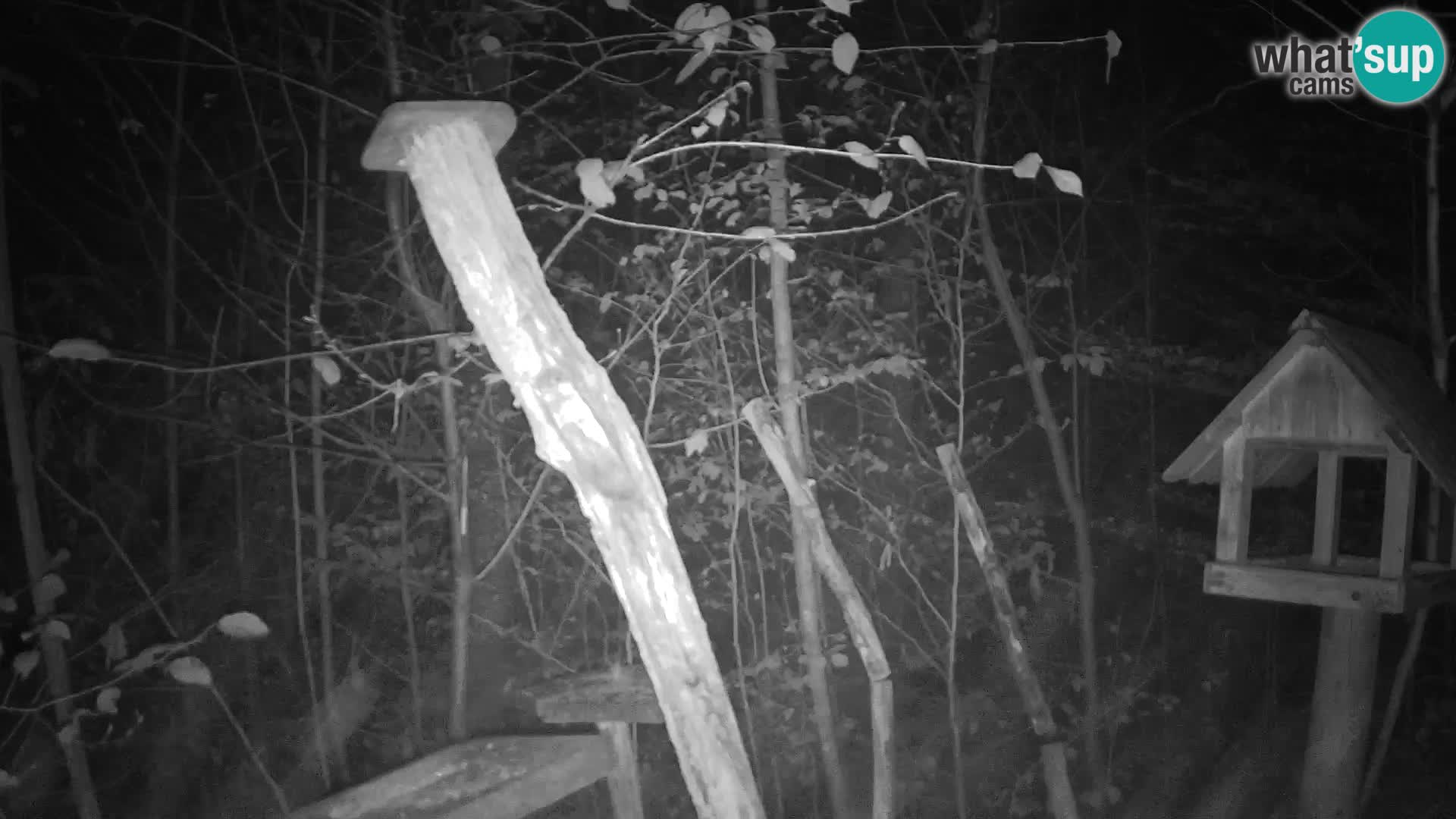 Comederos para pájaros en ZOO Ljubljana camera en vivo