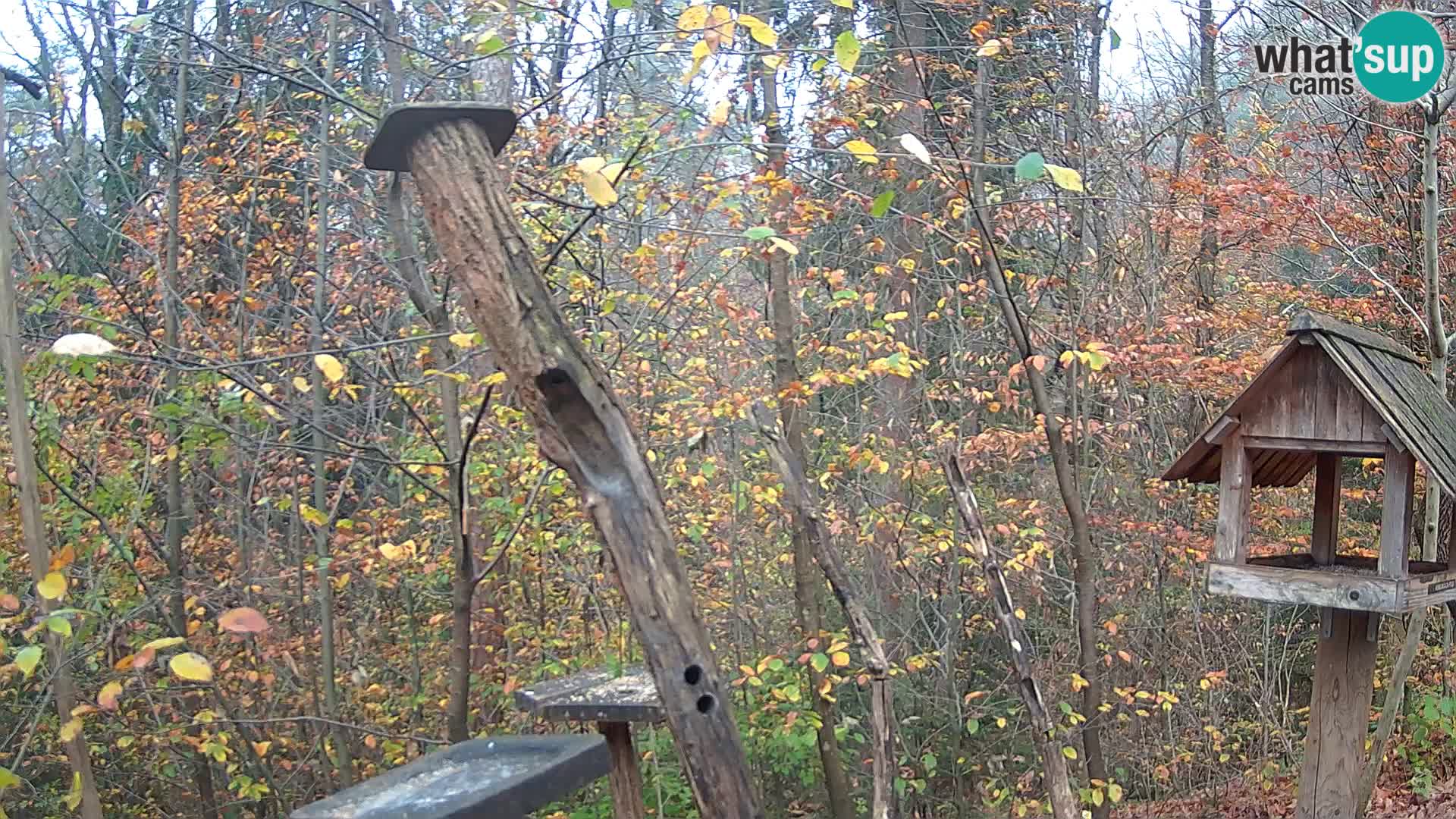 Hranilice za ptice u ZOO web kamera Ljubljana