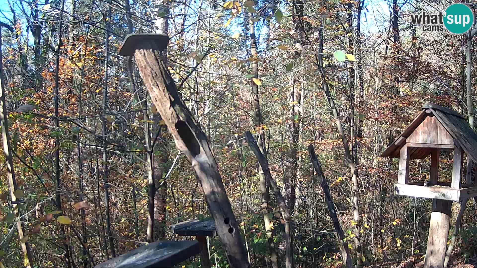 Mangeoires pour oiseaux au ZOO live webcam Ljubljana