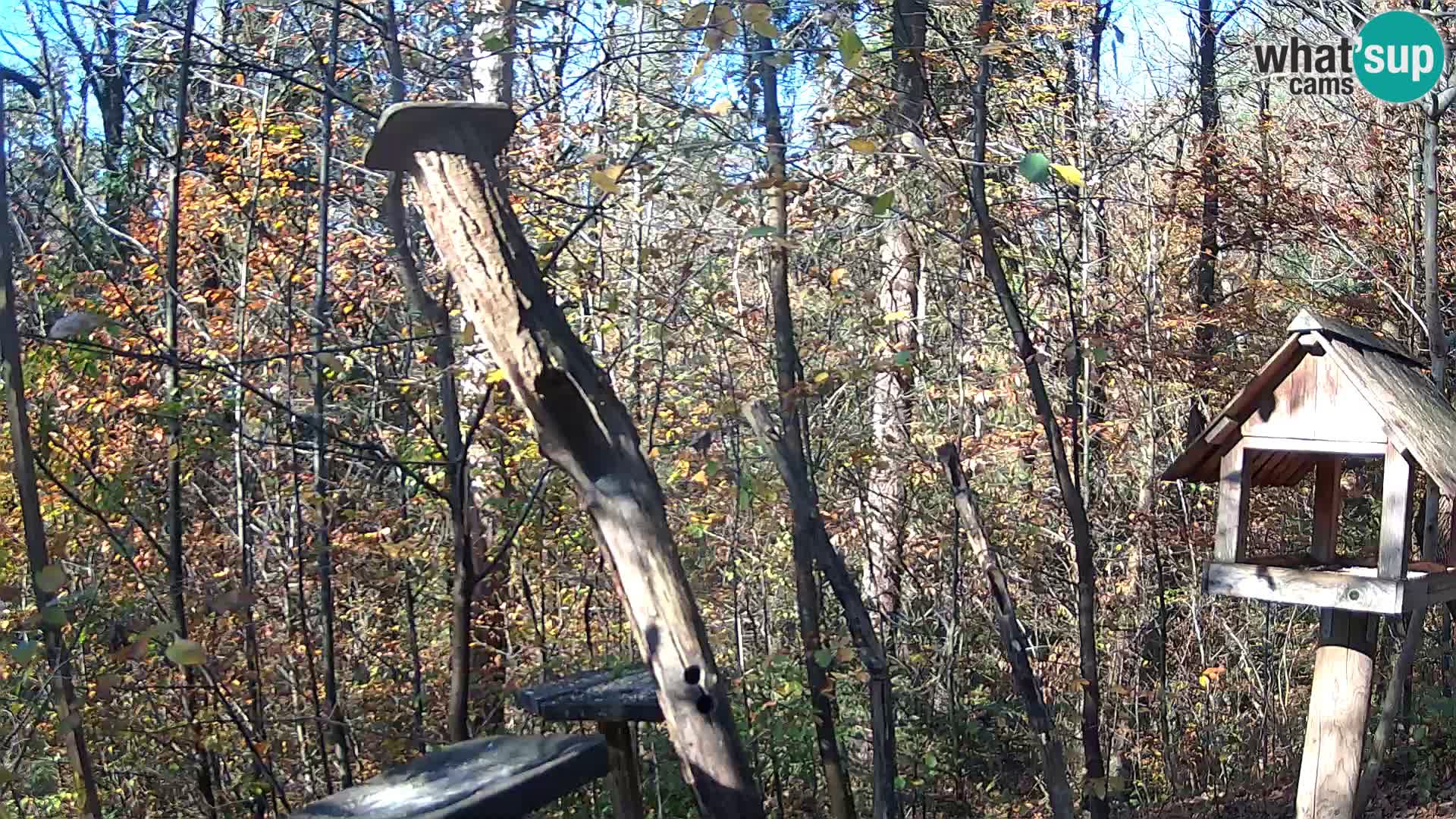 Bird feeders at ZOO Ljubljana webcam
