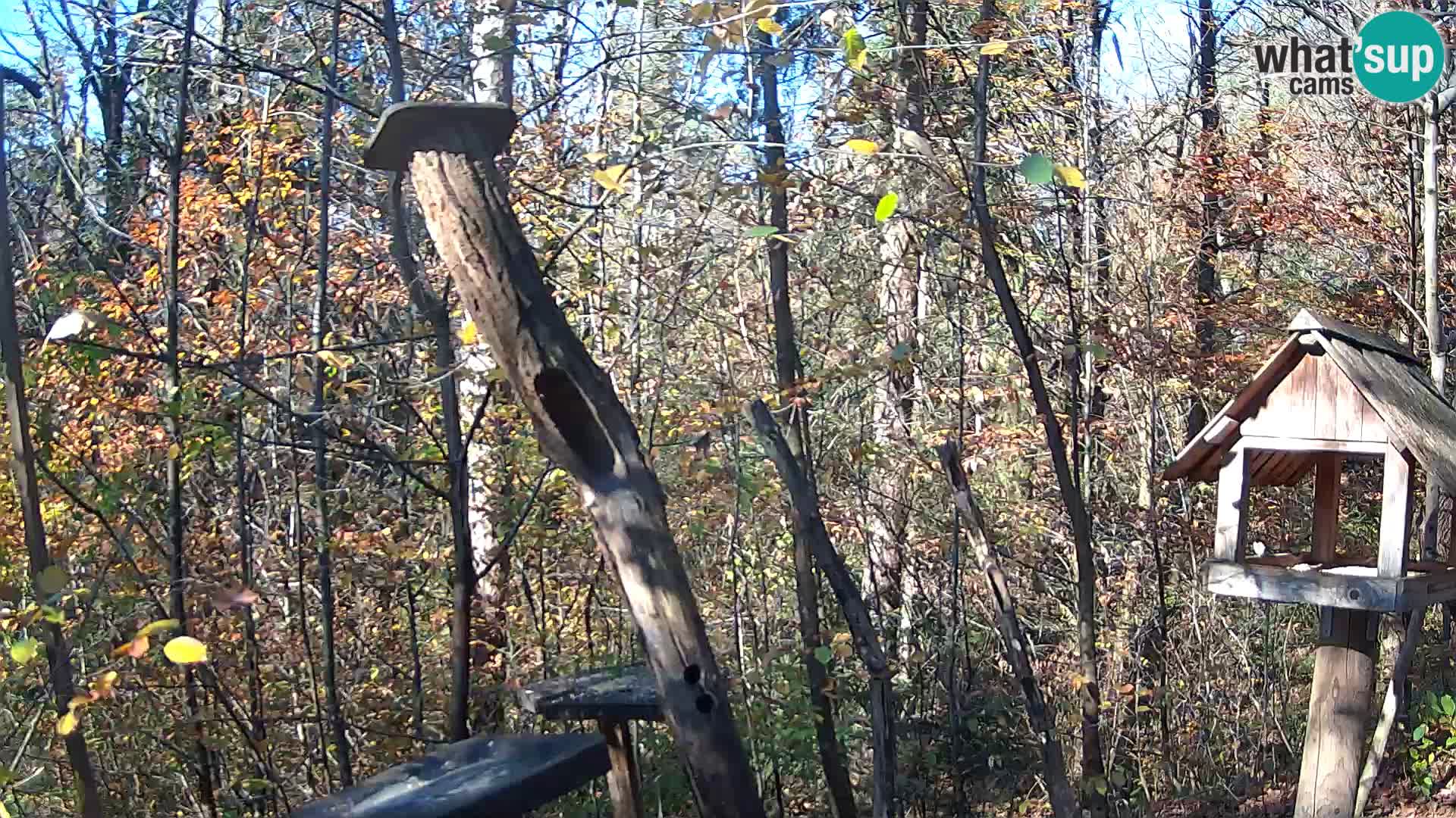 Hranilice za ptice u ZOO web kamera Ljubljana