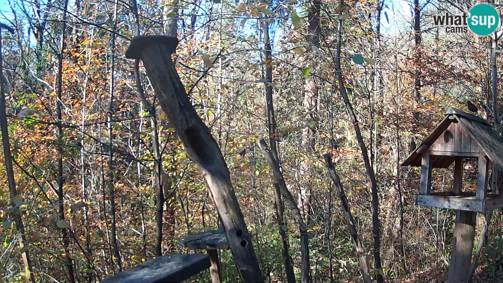 Vogelfutterhäuschen im ZOO webcam Ljubljana