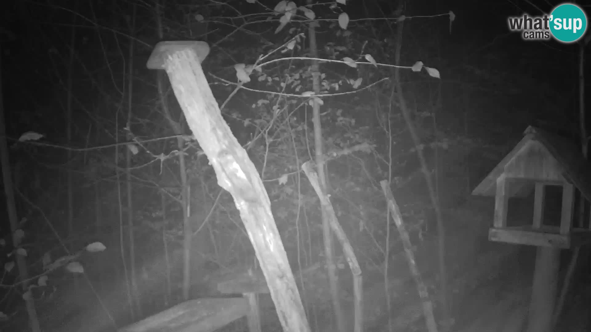 Mangeoires pour oiseaux au ZOO live webcam Ljubljana