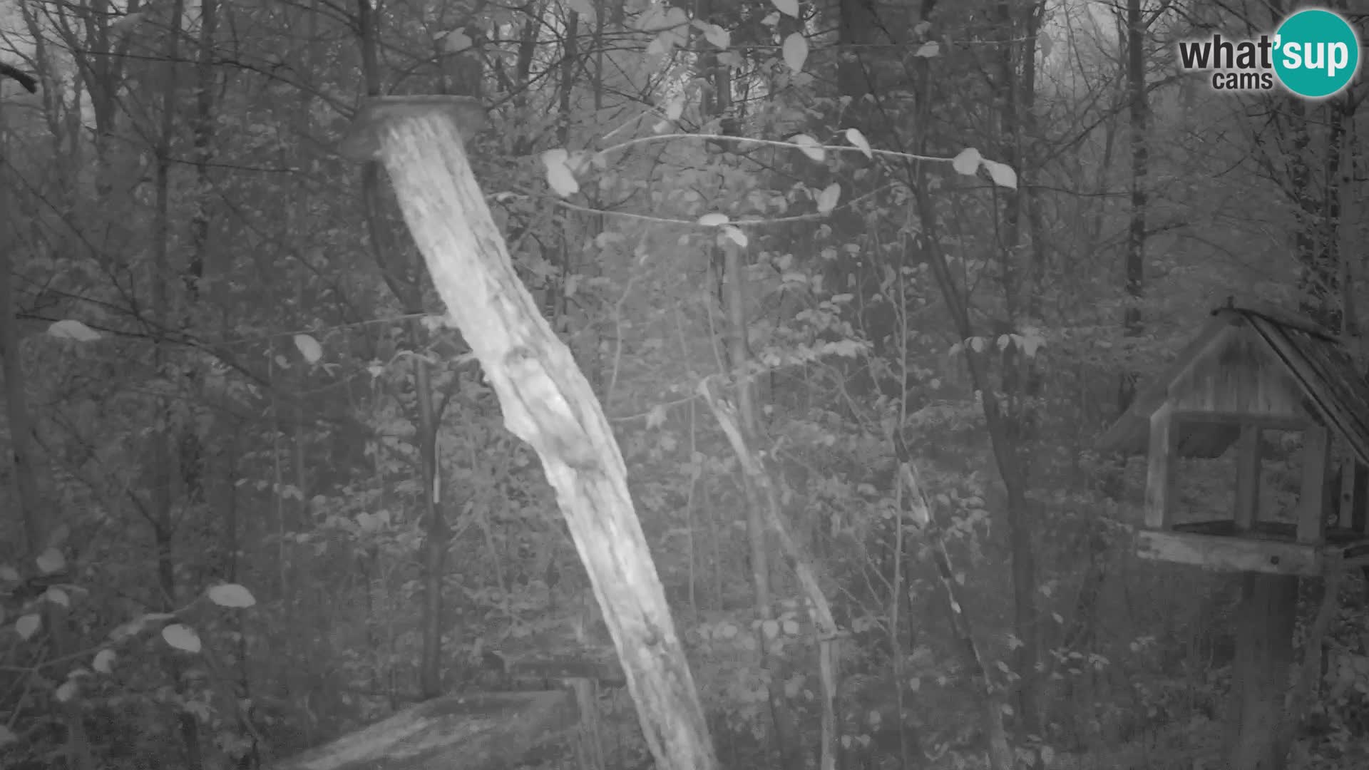 Mangiatoie per uccelli allo ZOO di Lubiana livecam