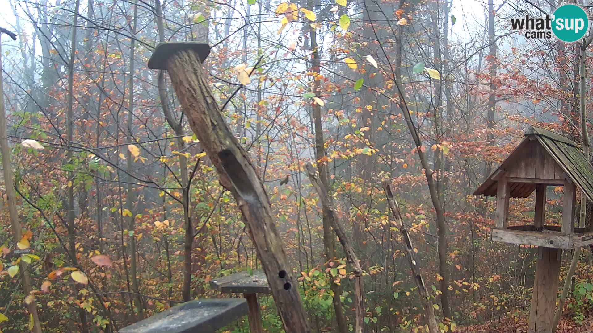 Vogelfutterhäuschen im ZOO webcam Ljubljana