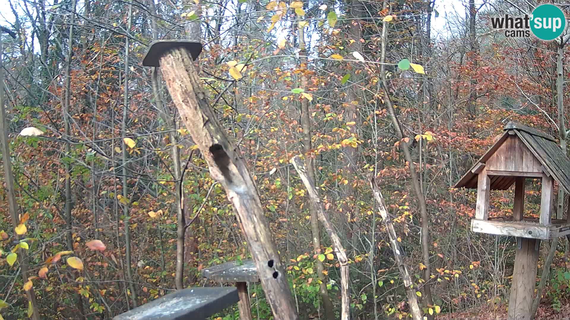 Mangeoires pour oiseaux au ZOO live webcam Ljubljana