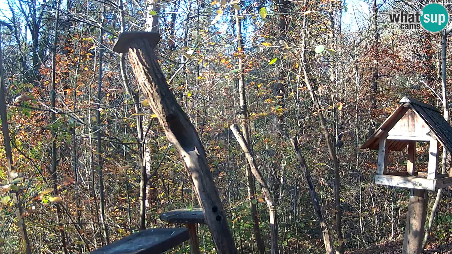 Mangeoires pour oiseaux au ZOO live webcam Ljubljana