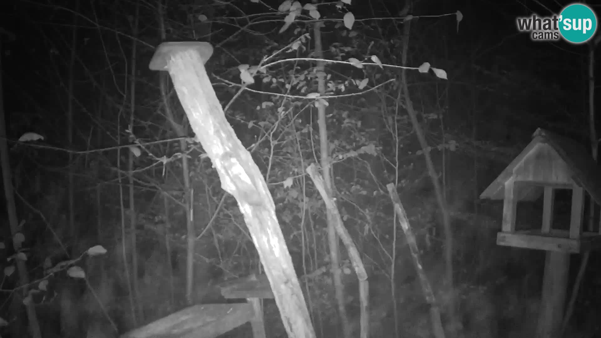 Krmilnice za ptiče v ZOO Ljubljana spletna kamera