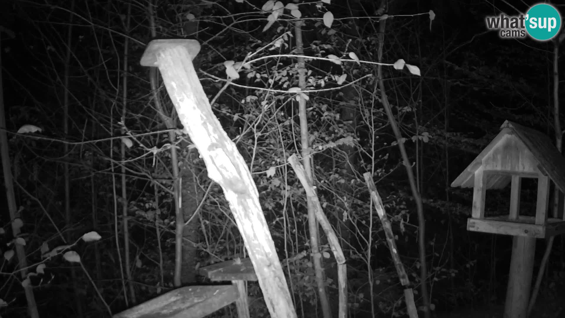 Comederos para pájaros en ZOO Ljubljana camera en vivo