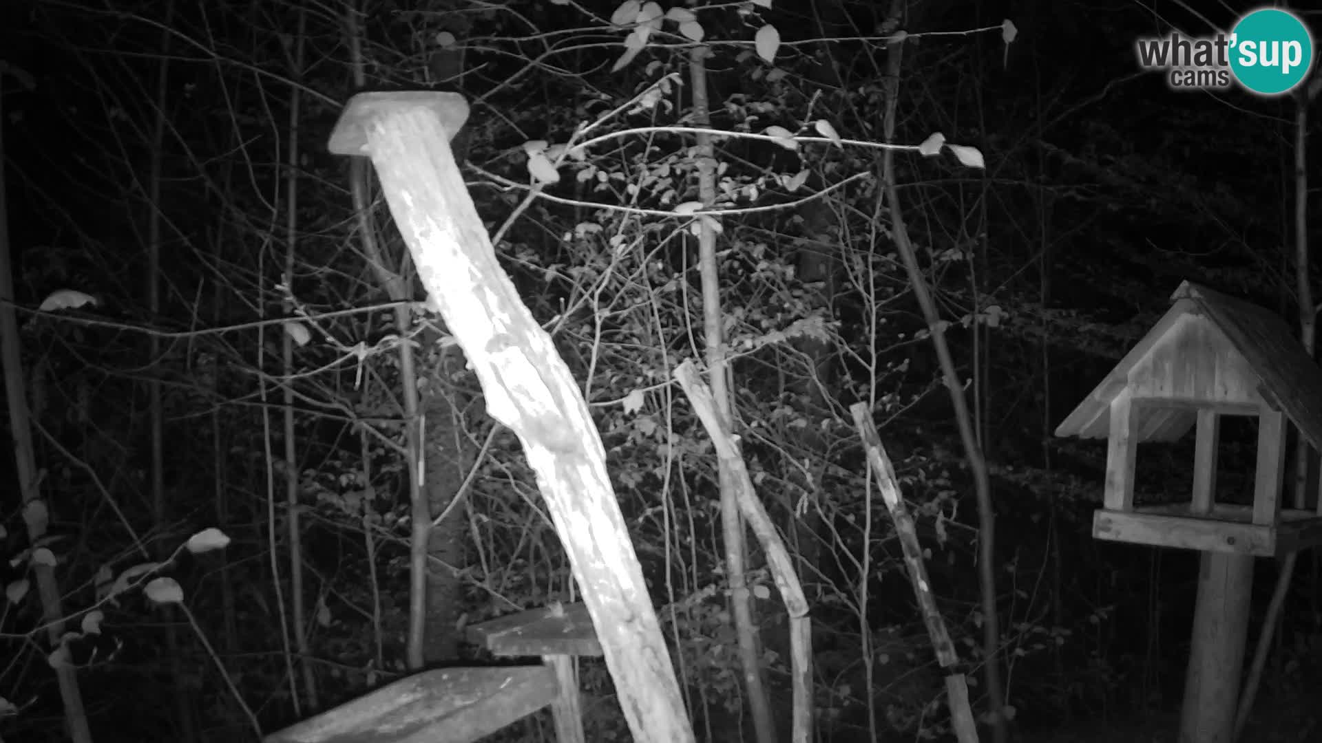 Comederos para pájaros en ZOO Ljubljana camera en vivo