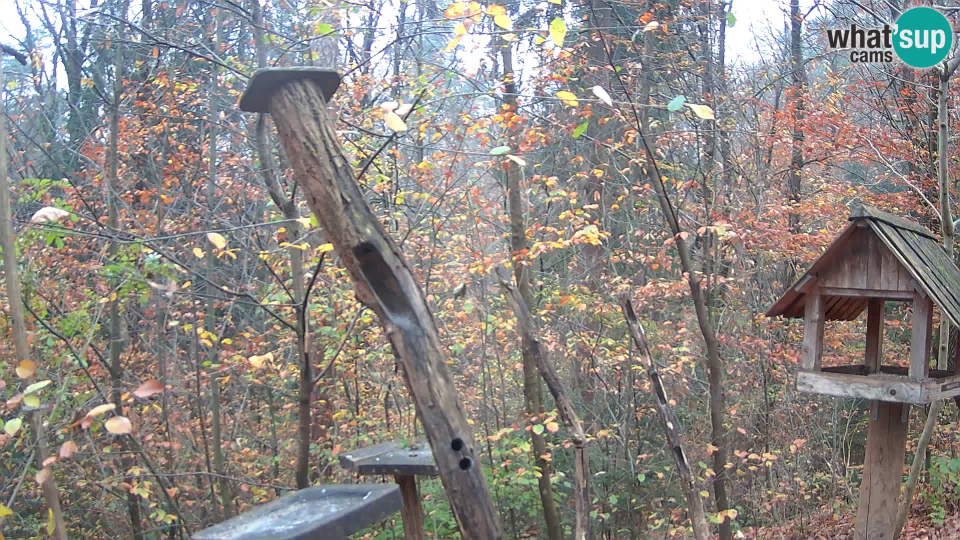 Hranilice za ptice u ZOO web kamera Ljubljana