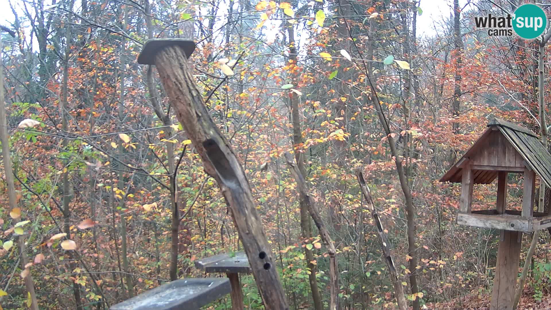 Hranilice za ptice u ZOO web kamera Ljubljana